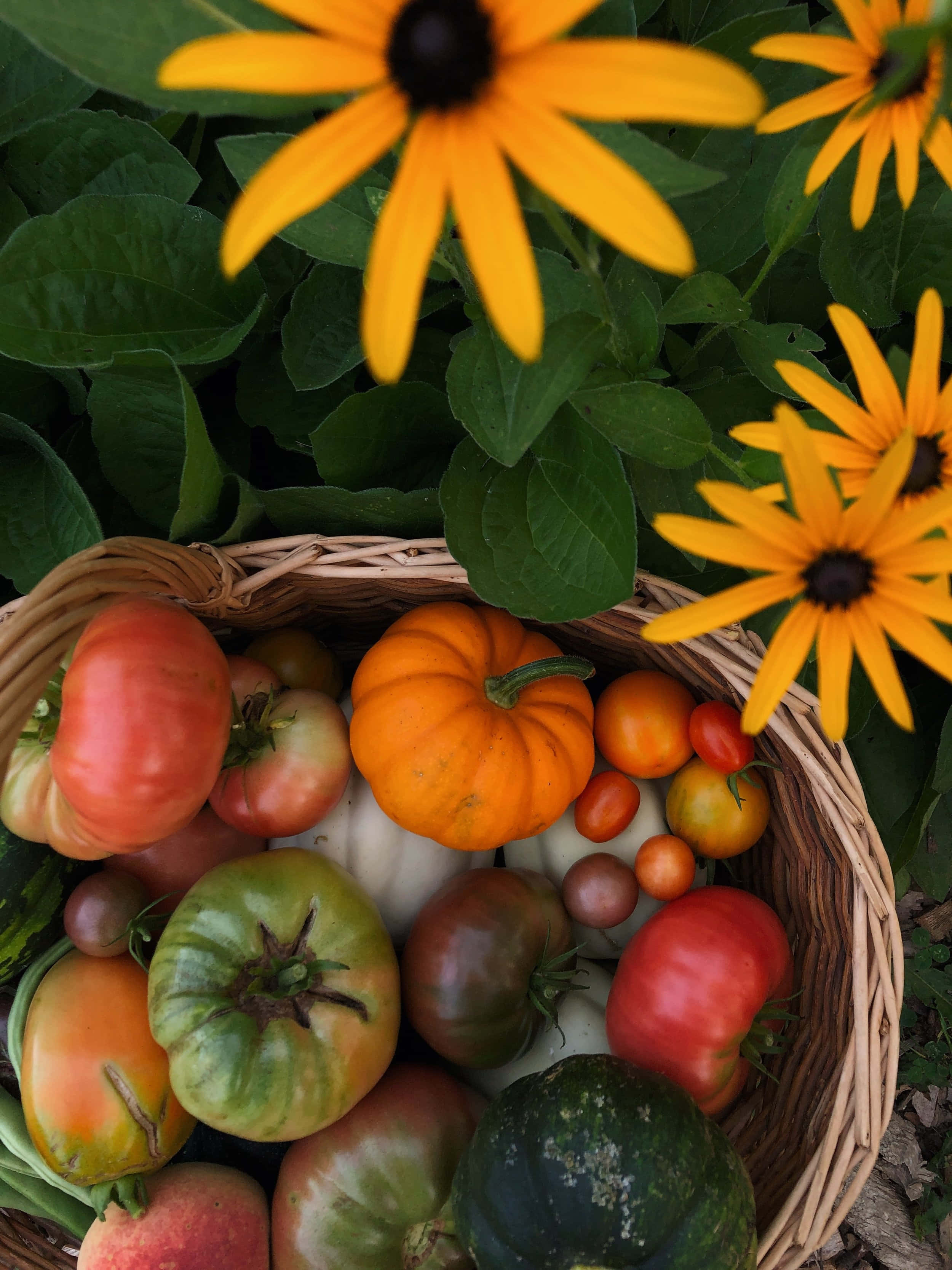 Autumn Bounty, 2500 x 3333, heirloom tomatoes, 2K Phone Wallpaper