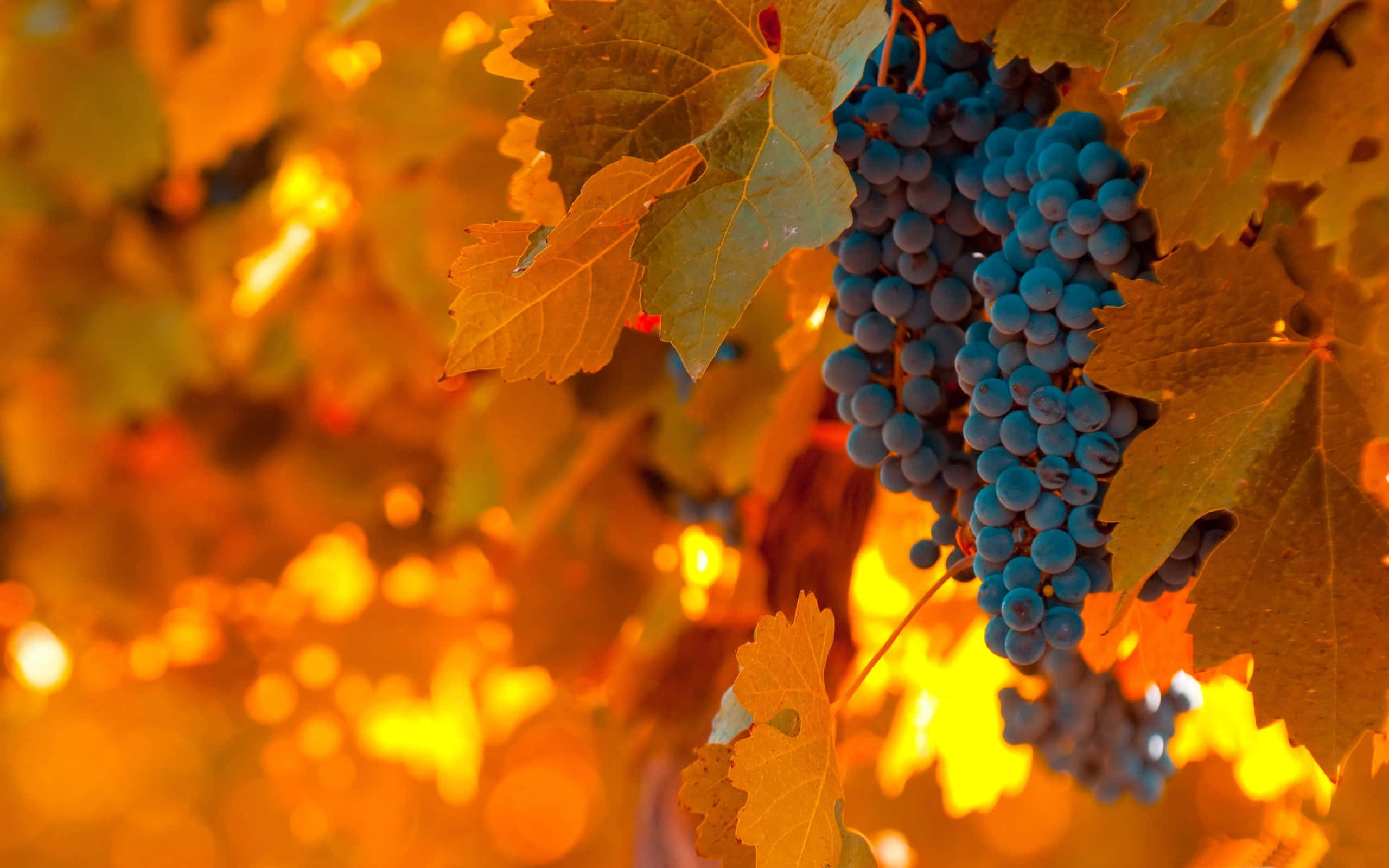 Autumn Bounty, rustic table, deep blue grapes, 2K Desktop Wallpaper