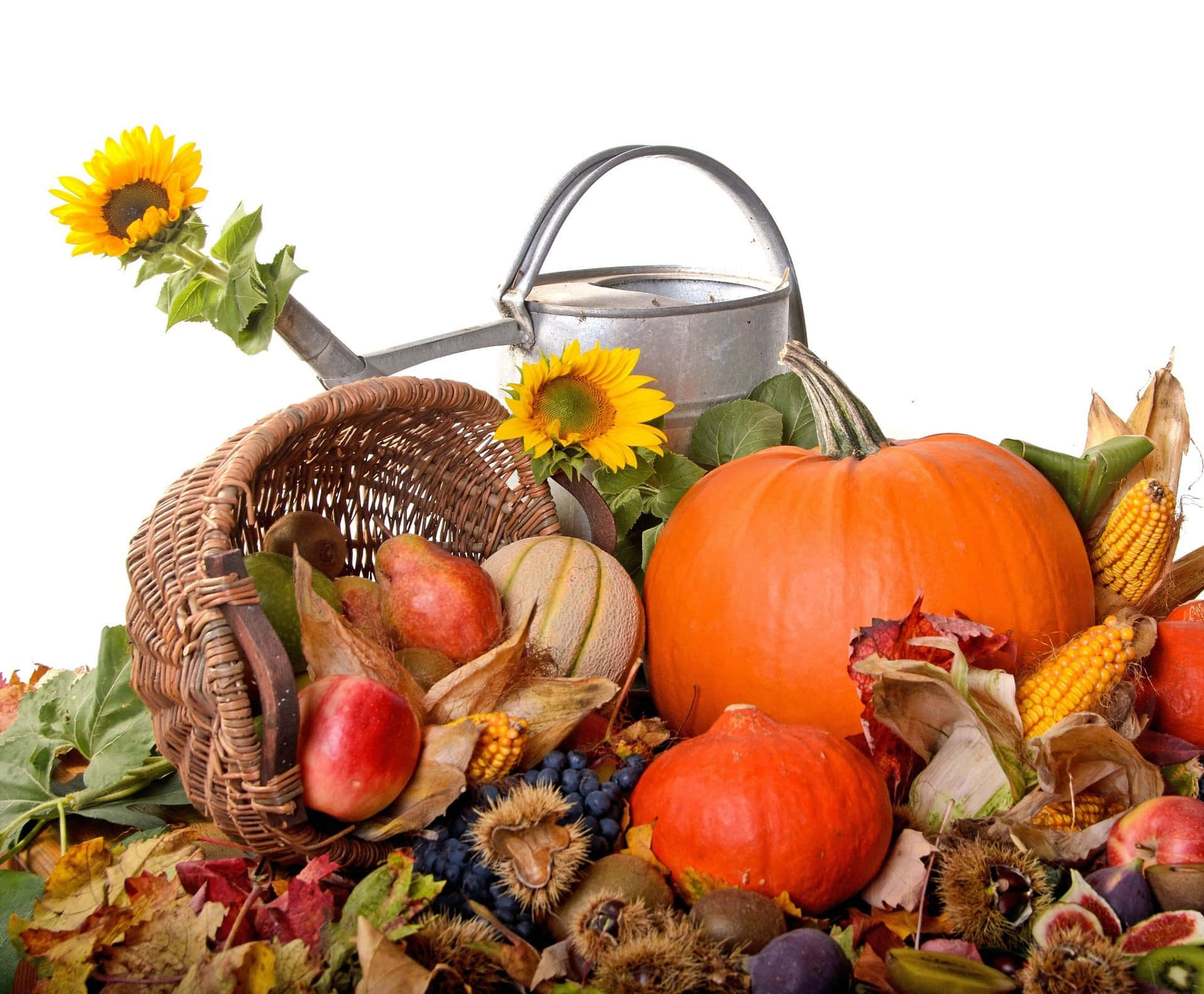 autumn bounty, pumpkins, corn, Full HD Desktop Wallpaper