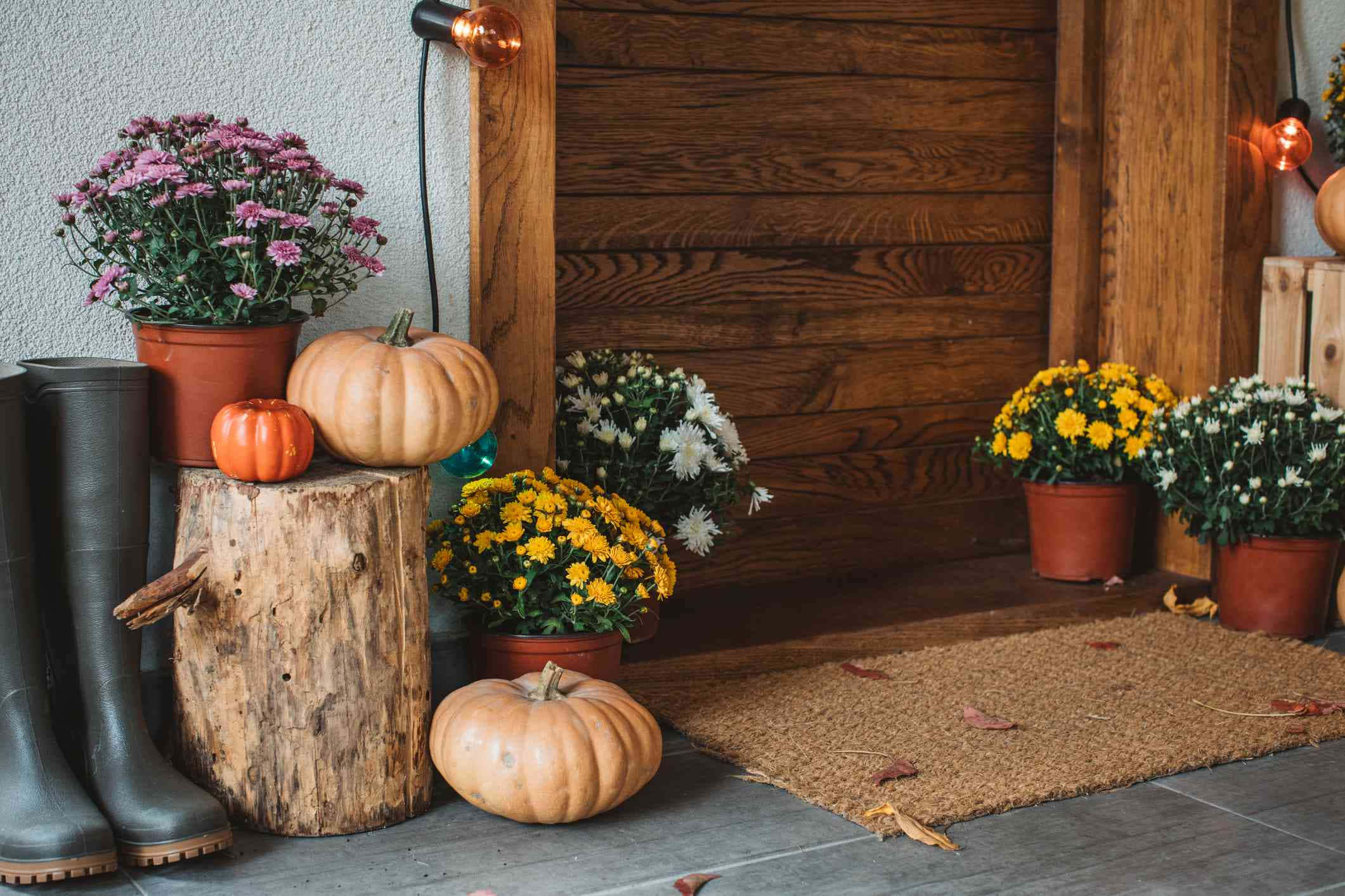 Autumn Bounty, pumpkins, potted chrysanthemums, Full HD Desktop Wallpaper