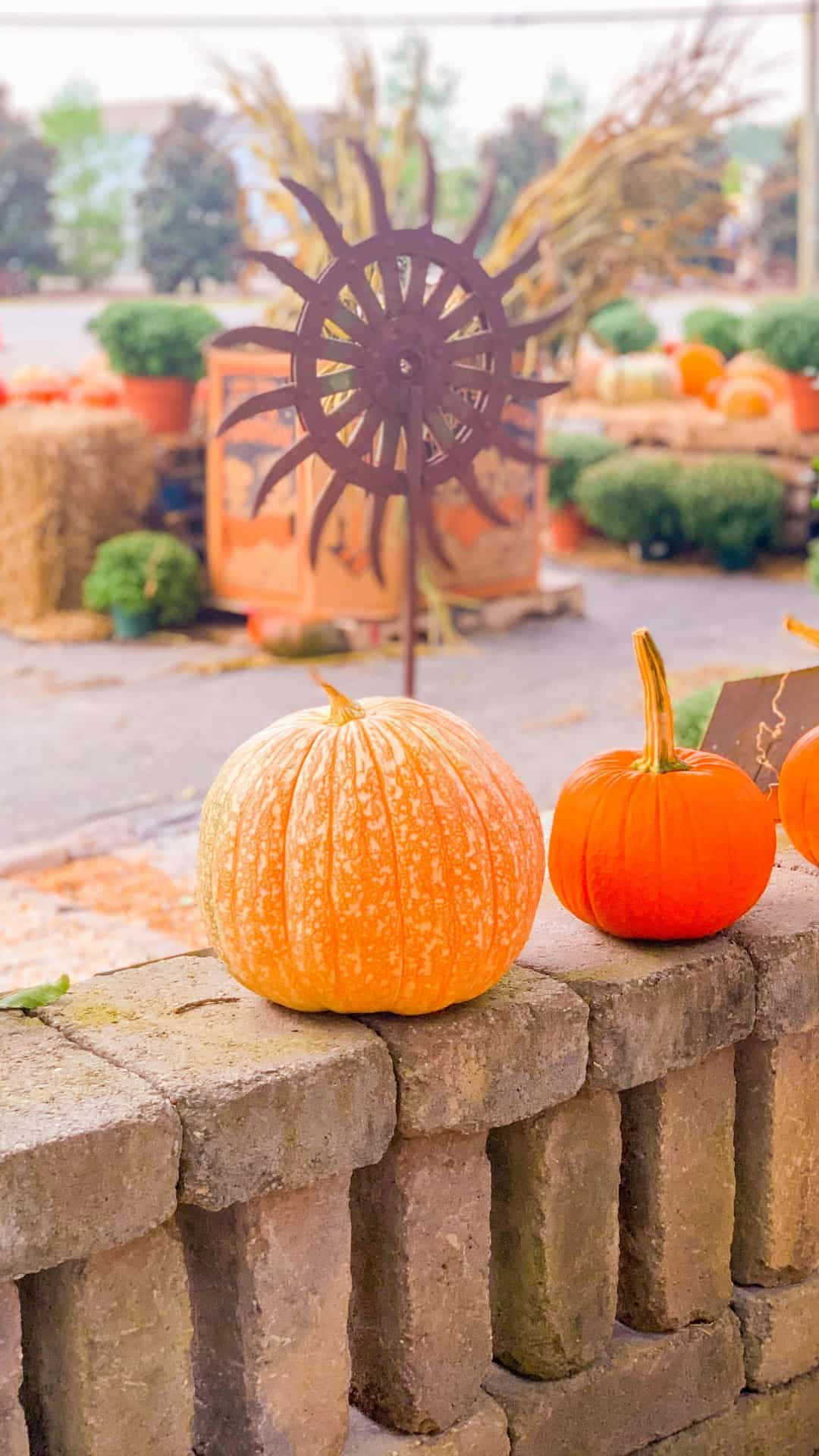 Autumn Bounty, orange pumpkins, weathered brick wall, Full HD Phone Wallpaper