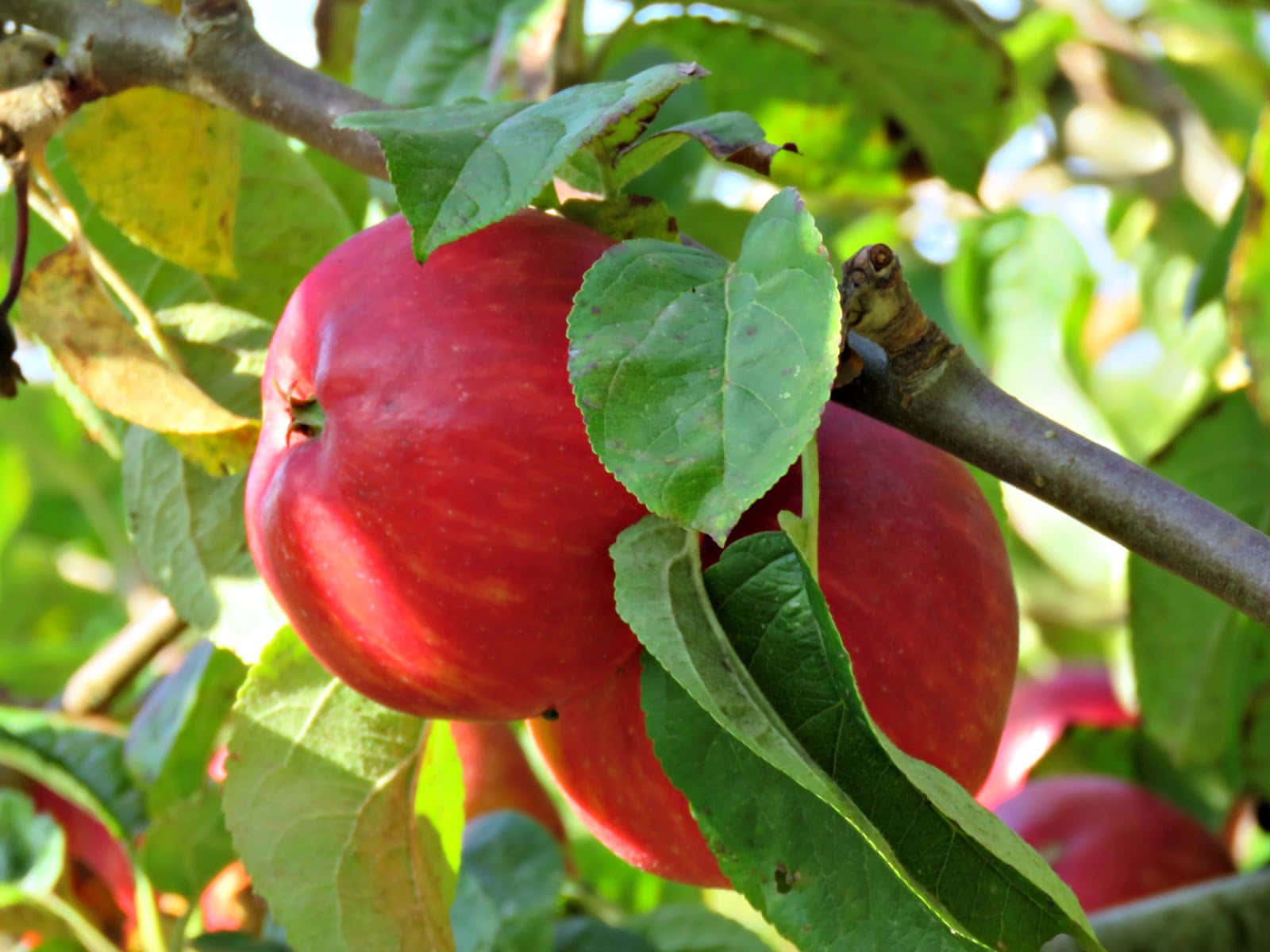 Autumn Bounty, red apple, tree branch, HD Desktop Wallpaper