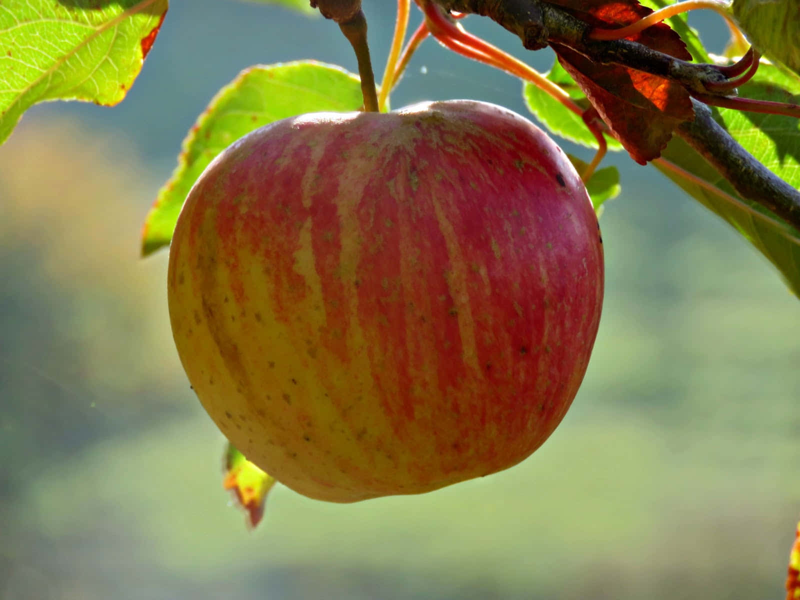 Autumn Bounty, apple, red and yellow apple, HD Desktop Wallpaper