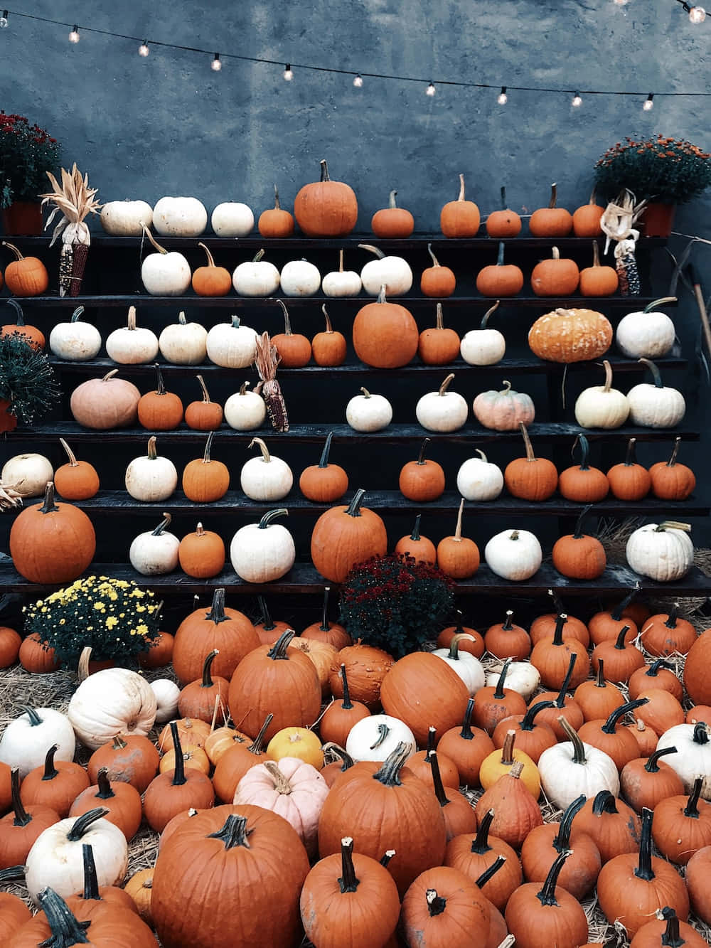 autumn bounty, orange and white pumpkins, tiered black shelves, HD Phone Wallpaper