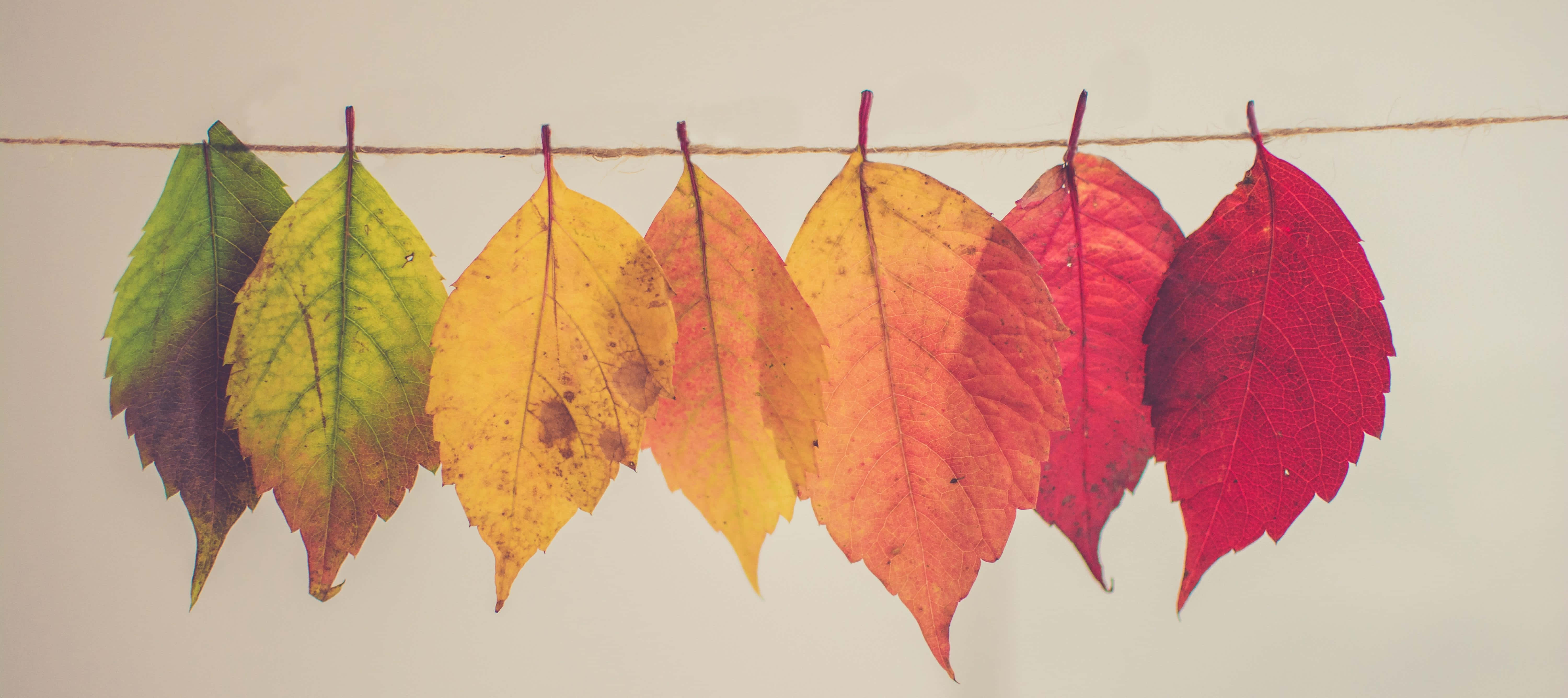 autumn bounty, vibrant autumn leaves, gradient hues from green to red, 5K Desktop Wallpaper