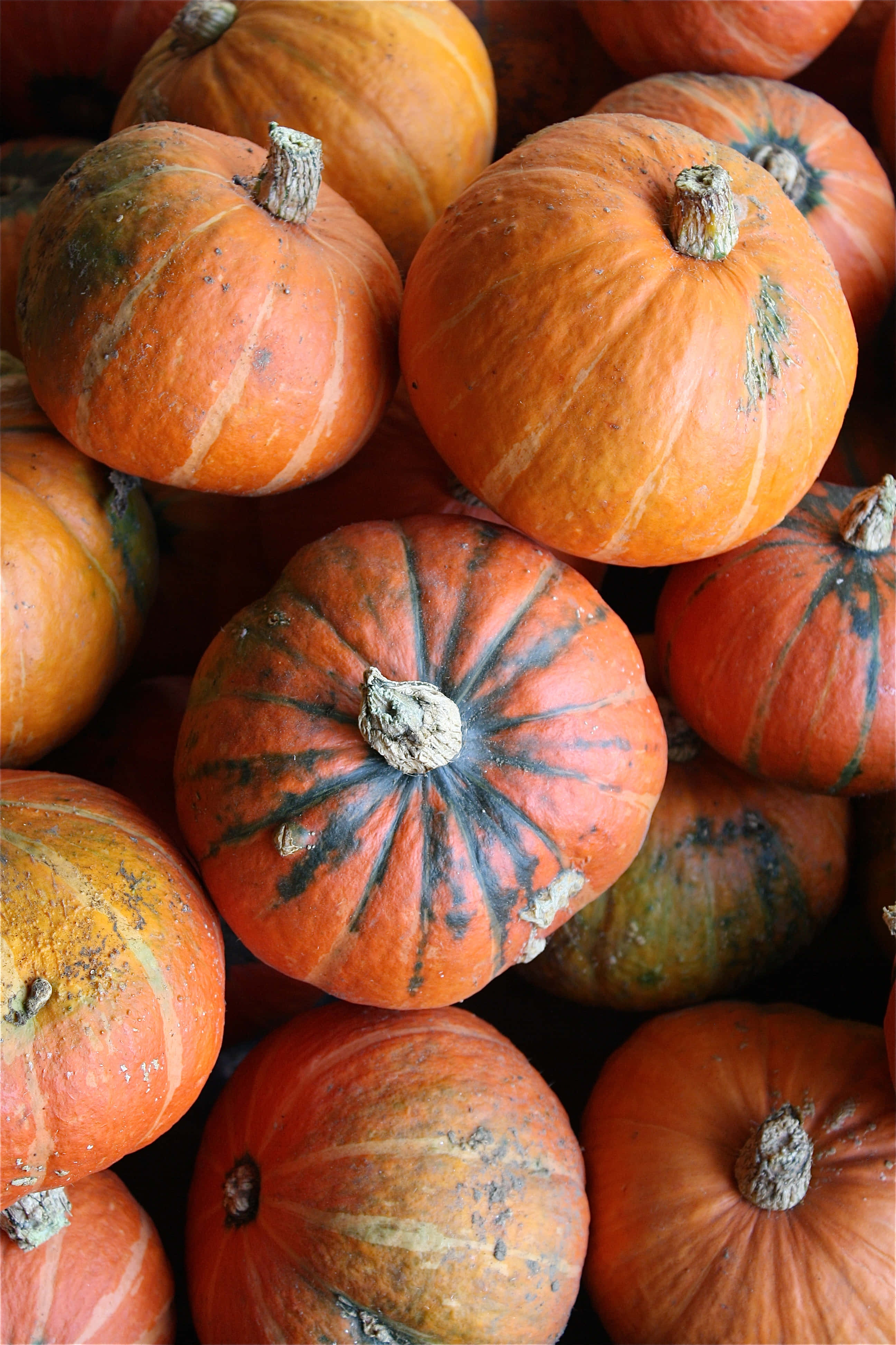 Autumn Bounty, pumpkins, vibrant orange, 4K Phone Wallpaper