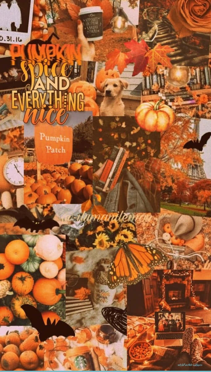 autumn collage, pumpkins, bats, SD Phone Wallpaper