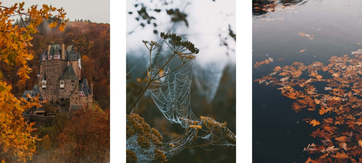 autumn castle, golden leaves, dew-kissed spiderweb, HD Desktop Wallpaper