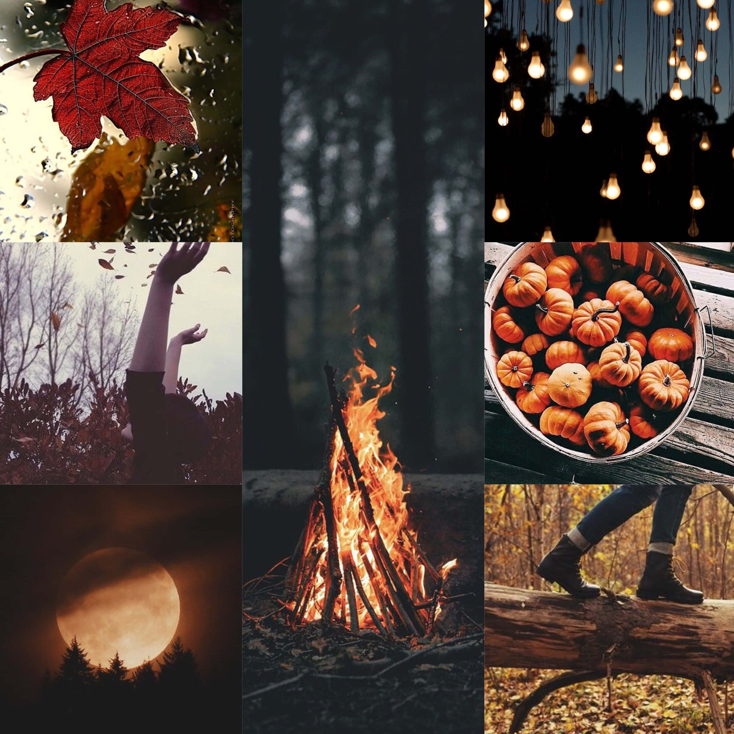 fall collage, campfire, forest, 2K Desktop Wallpaper
