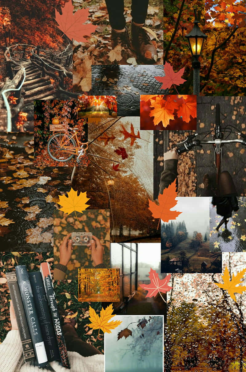 Autumn Collage, falling leaves, bike paths, SD Phone Wallpaper