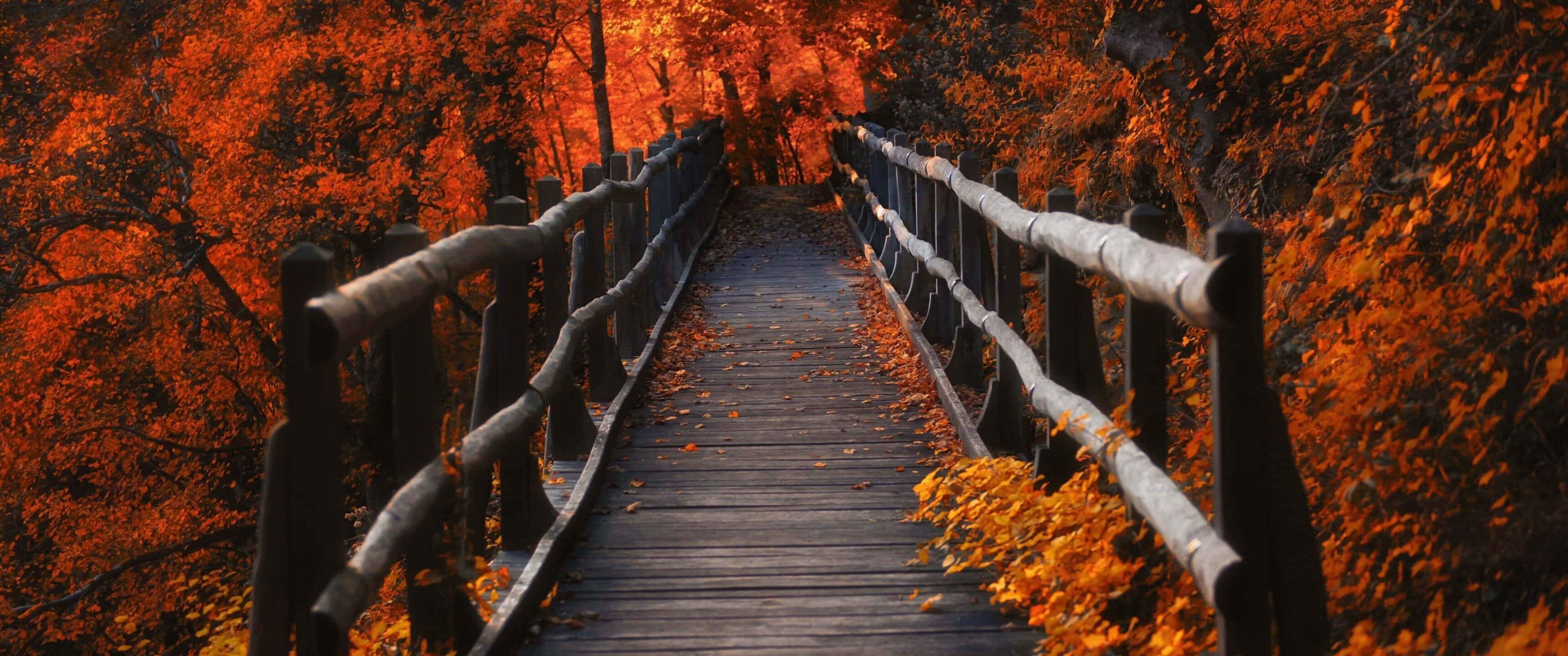 3440x1440, fall, fiery orange autumn trees, 2K Desktop Wallpaper