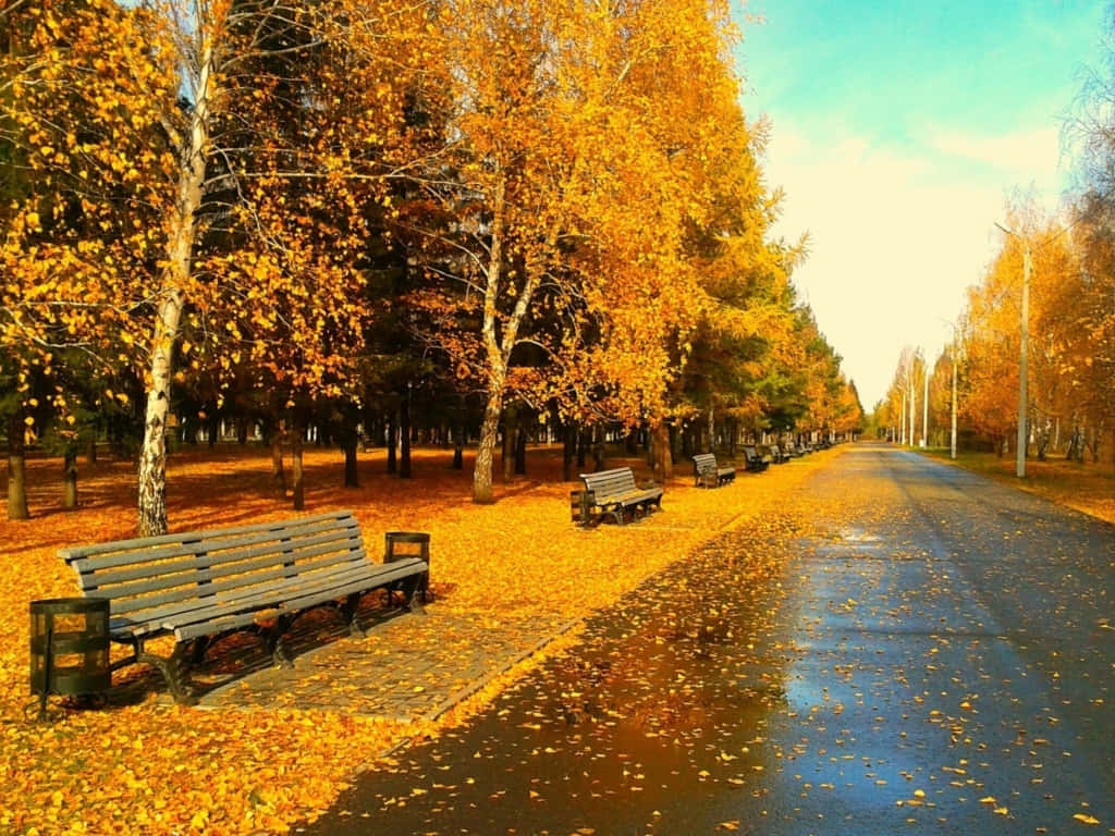autumn path, golden trees, wooden benches, SD Desktop Wallpaper