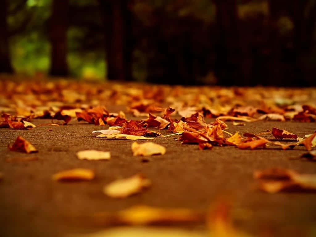autumn leaves, paved path, blurred forest background, SD Desktop Wallpaper