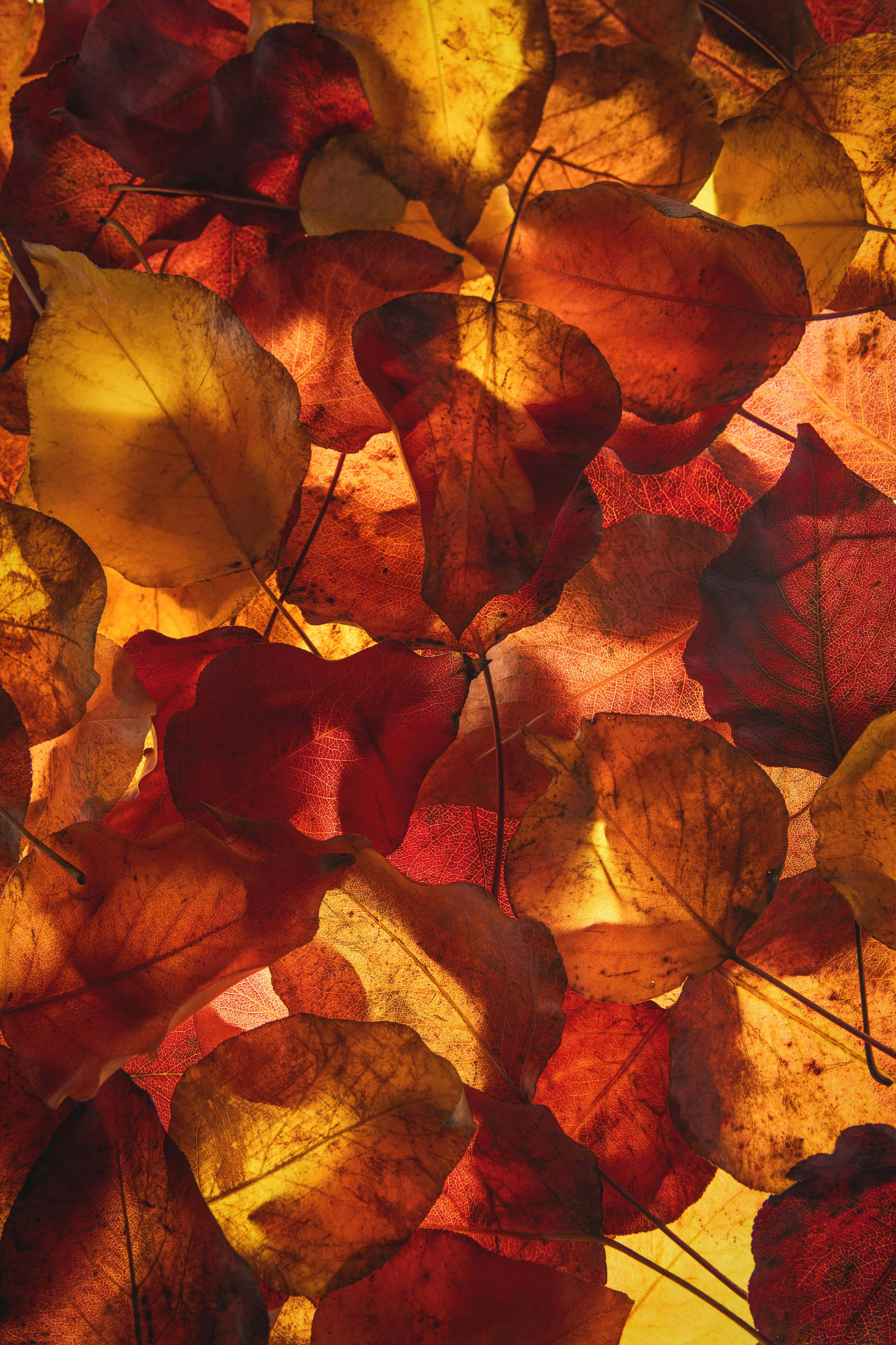 autumn leaves, warm reds, yellows, 4K Phone Wallpaper