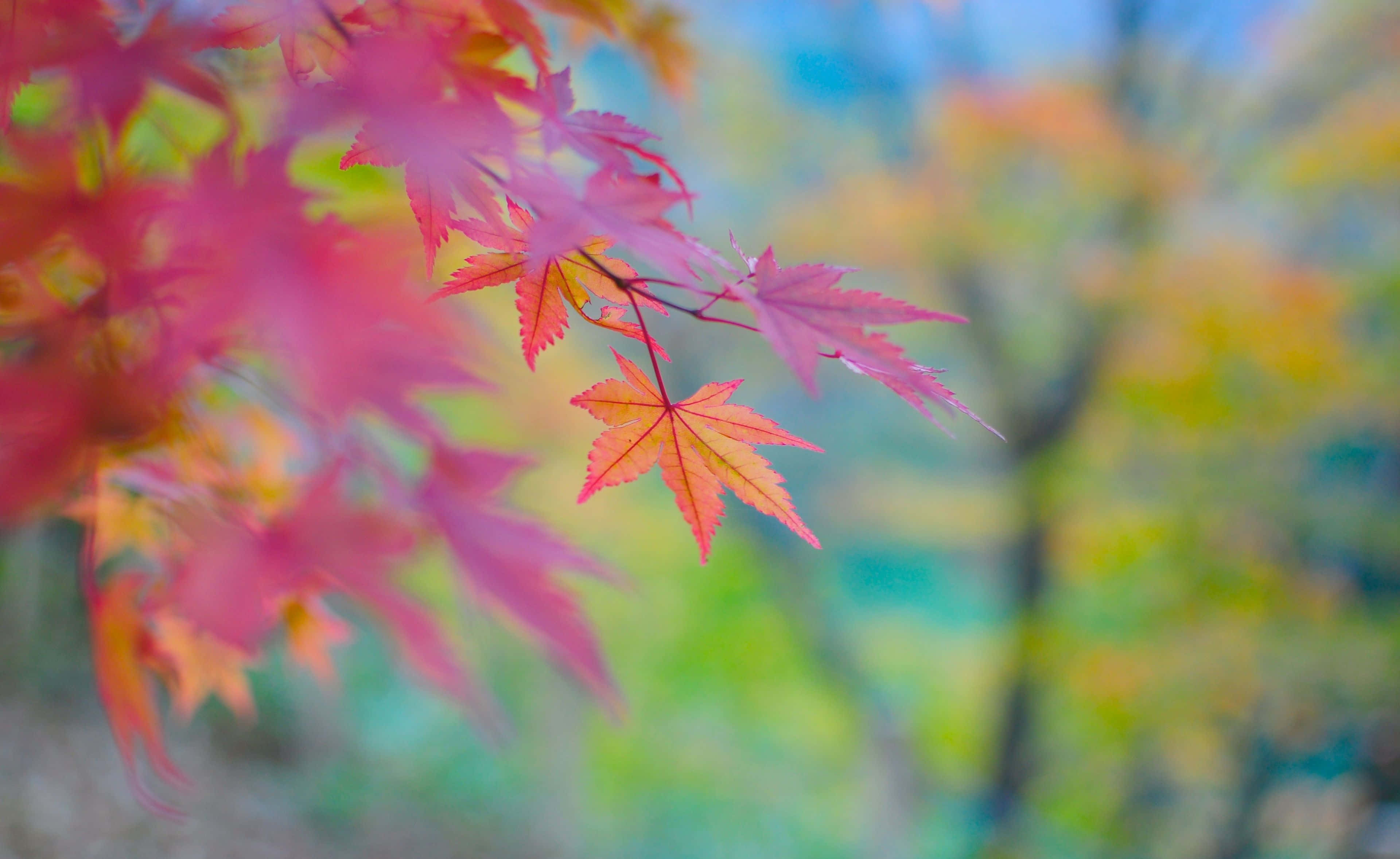 Autumn Colors, pink and orange maple leaves, autumn forest backdrop, 4K Desktop Wallpaper