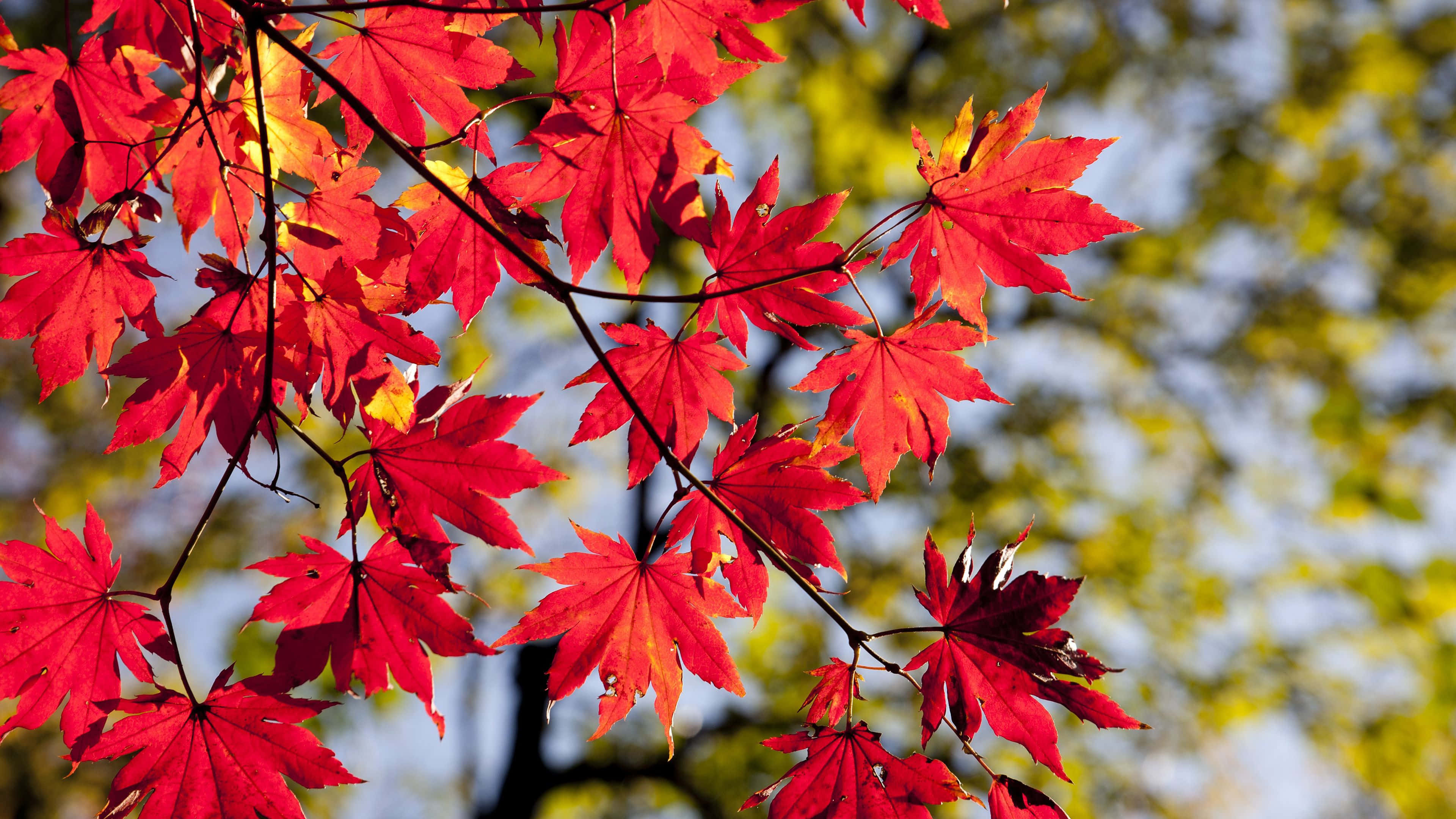 Autumn Colors, red maple leaves, soft blue sky, 4K Desktop Wallpaper