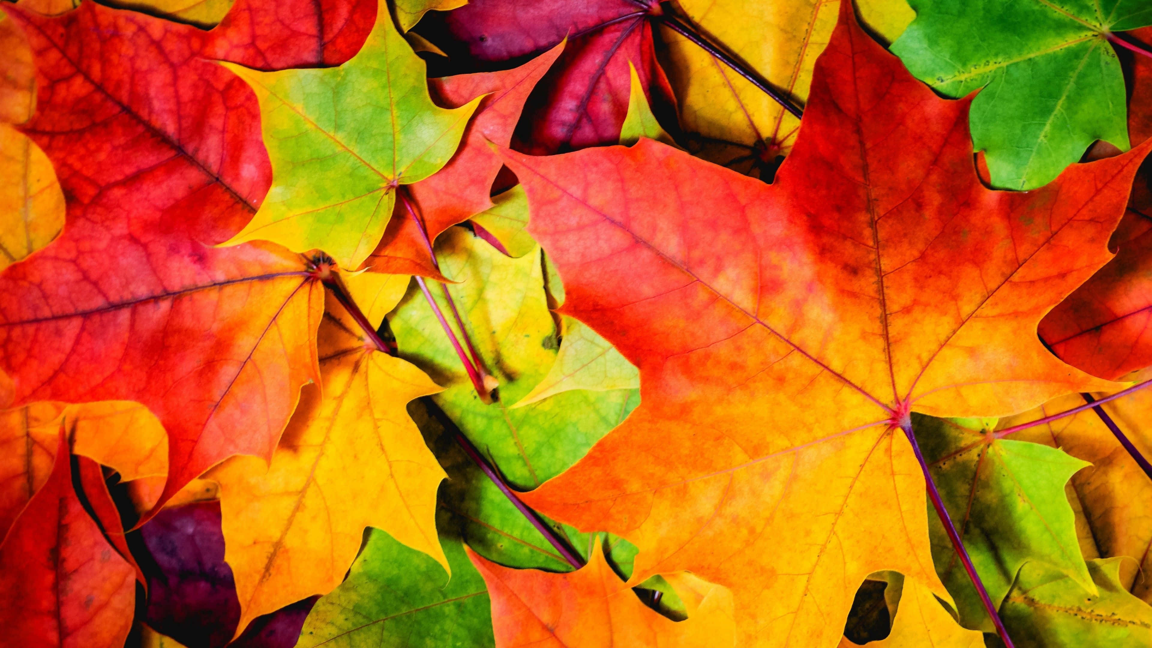autumn colors, maple leaves, fiery red orange yellow and green hues, 4K Desktop Wallpaper
