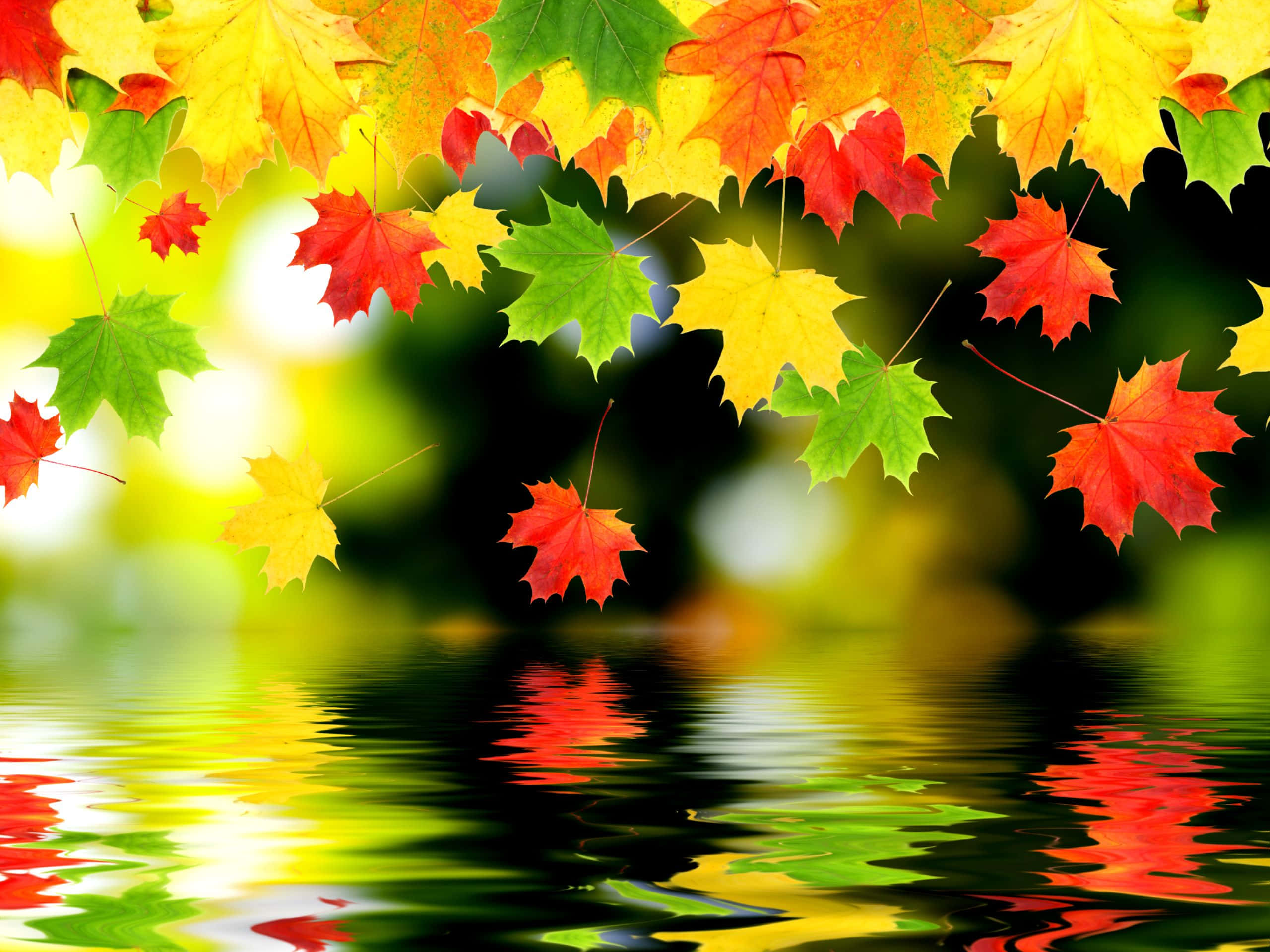 autumn colors, maple leaves, red yellow and green, 2K Desktop Wallpaper