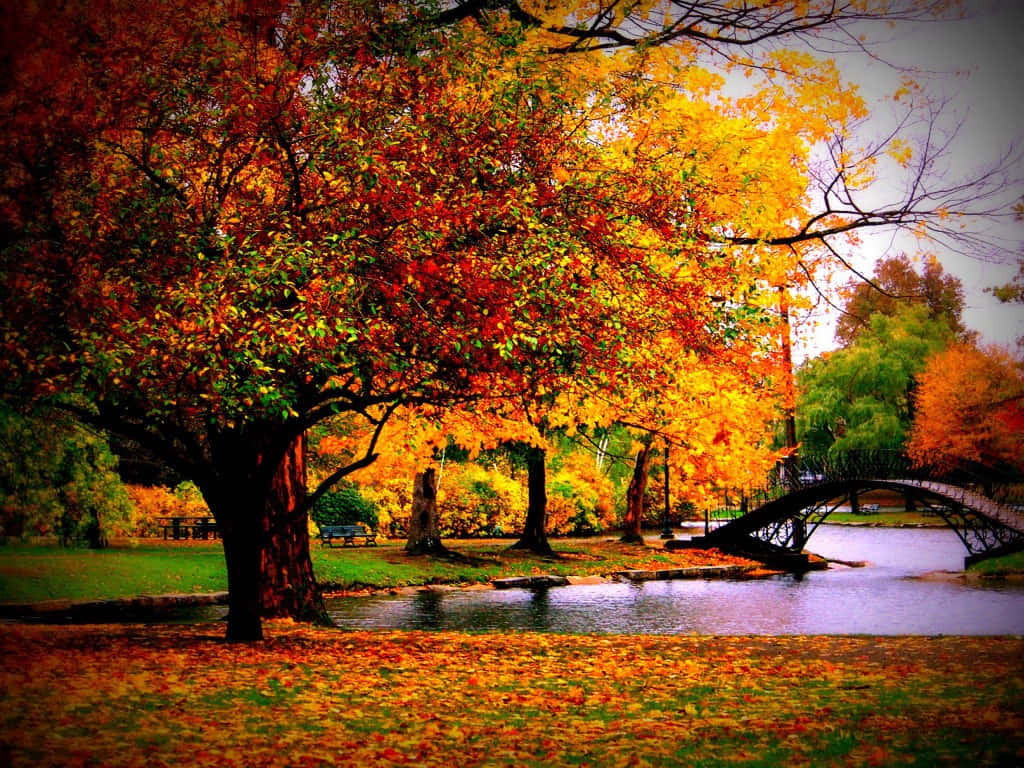 autumn park scene, large tree, fiery orange and yellow leaves, SD Desktop Wallpaper