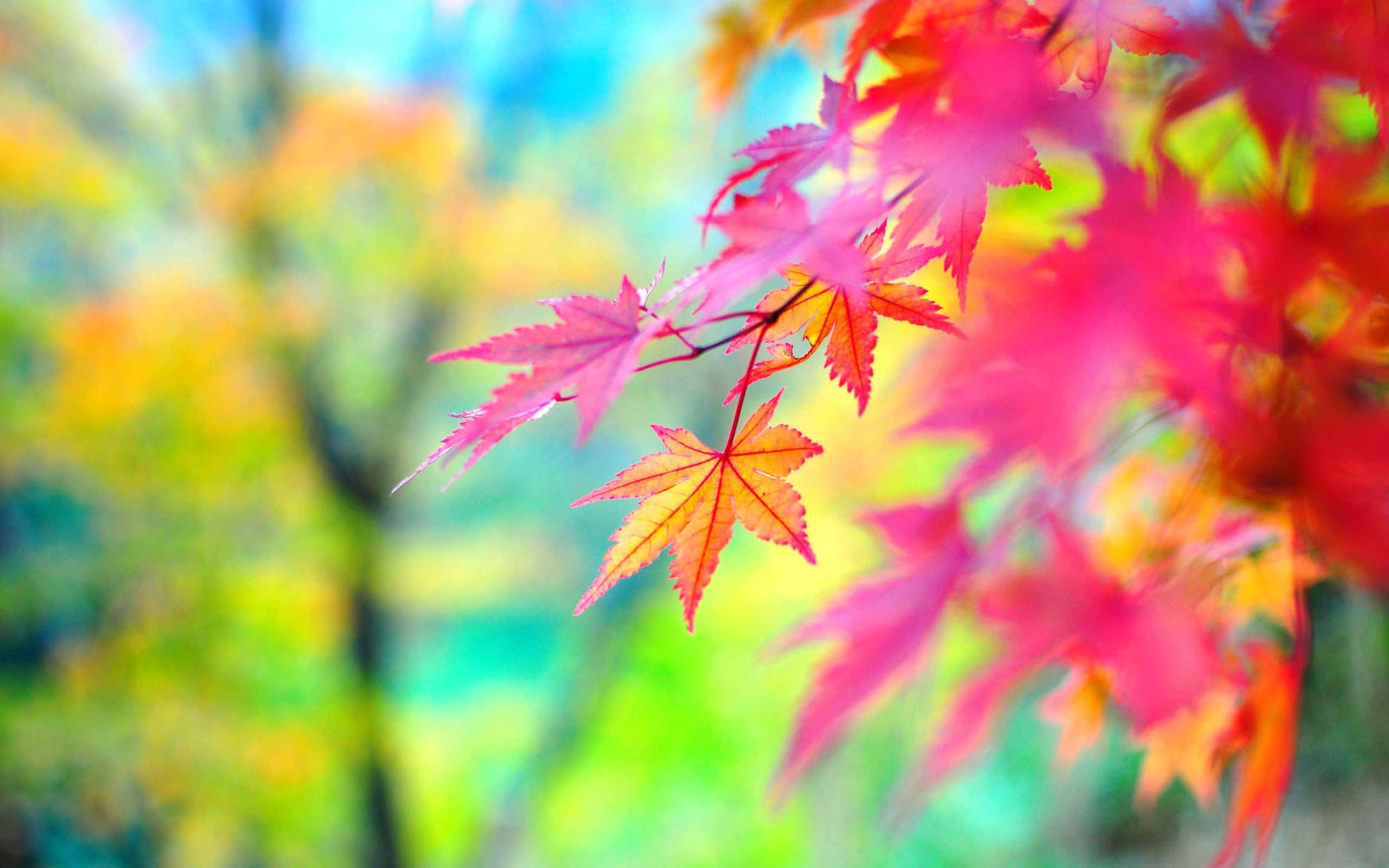 Autumn Colors, red maple leaves, orange maple leaves, 2K Desktop Wallpaper