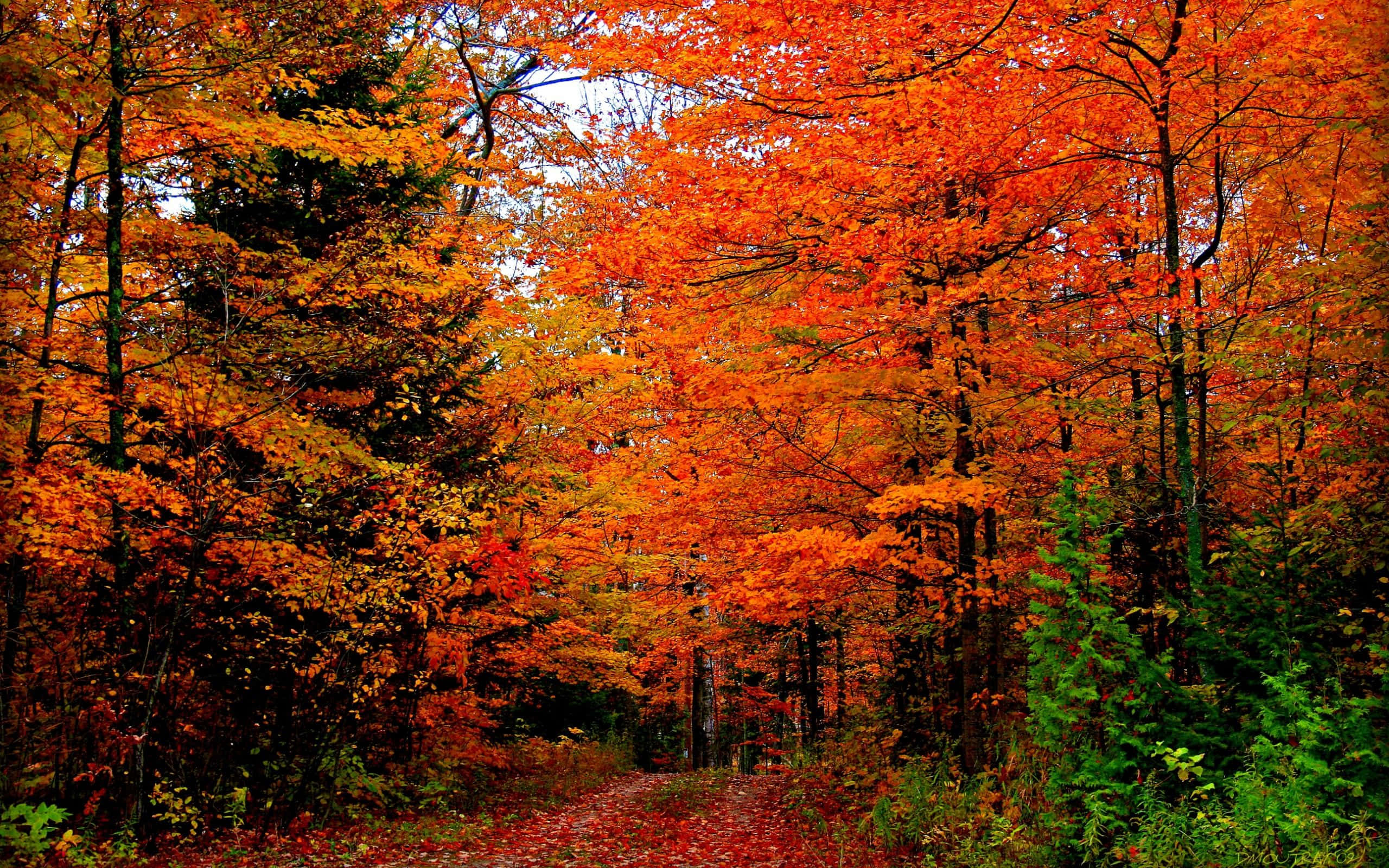Autumn Colors, winding forest path, vibrant orange and red maple trees, 2K Desktop Wallpaper