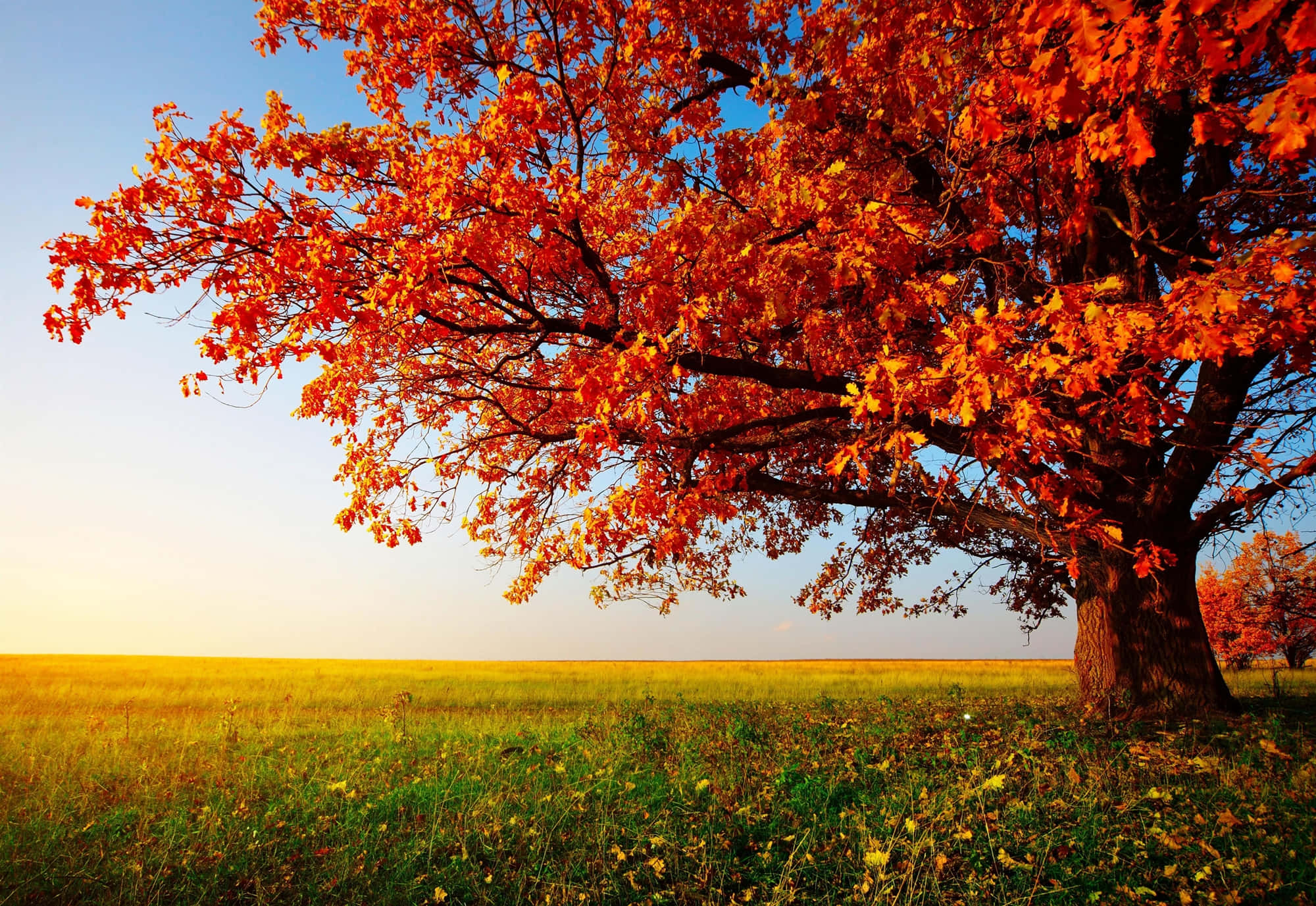 autumn tree, fiery orange leaves, golden field, Full HD Desktop Wallpaper