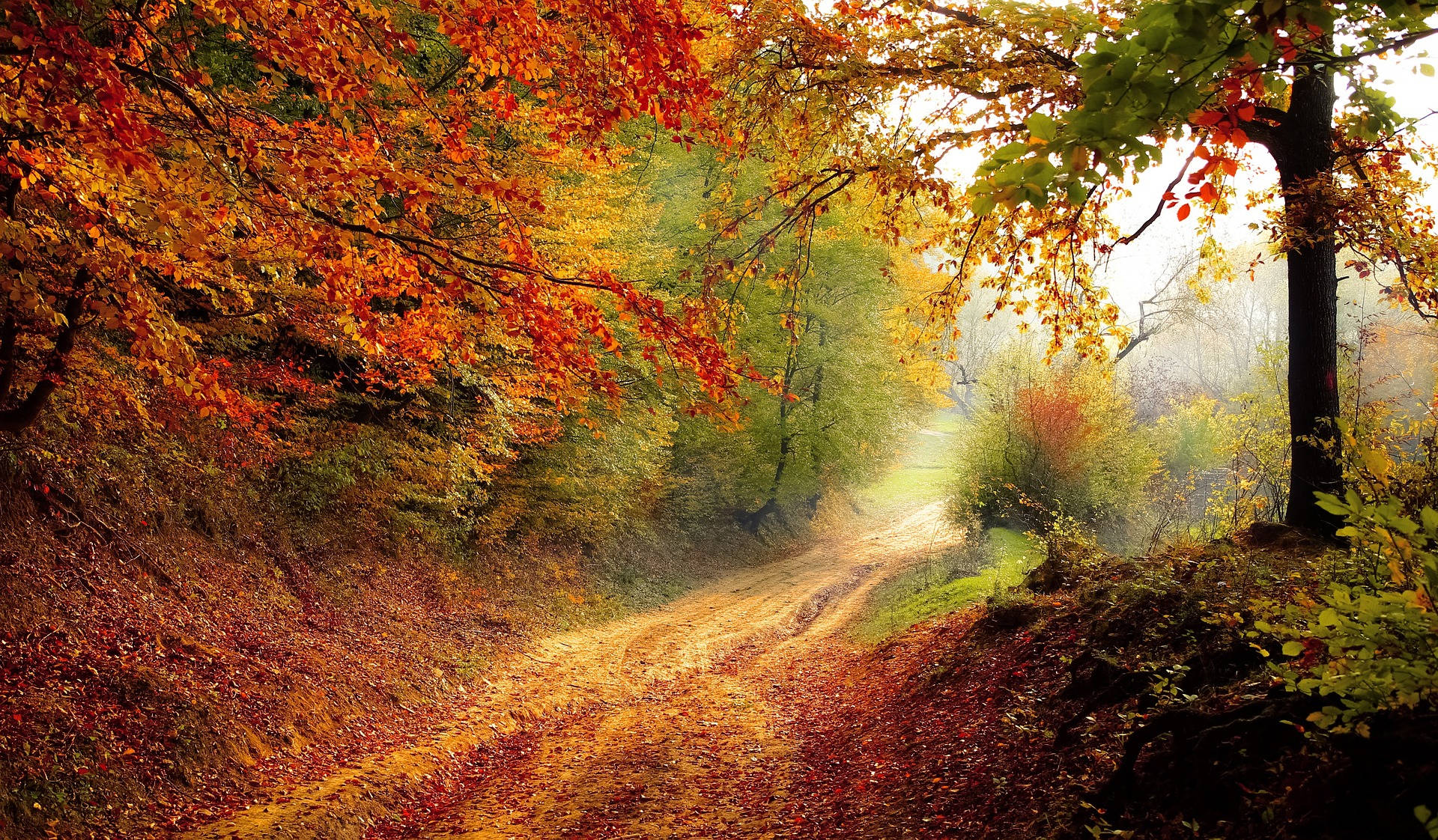 The Woods In Autumn, winding dirt path, misty forest, Full HD Desktop Wallpaper