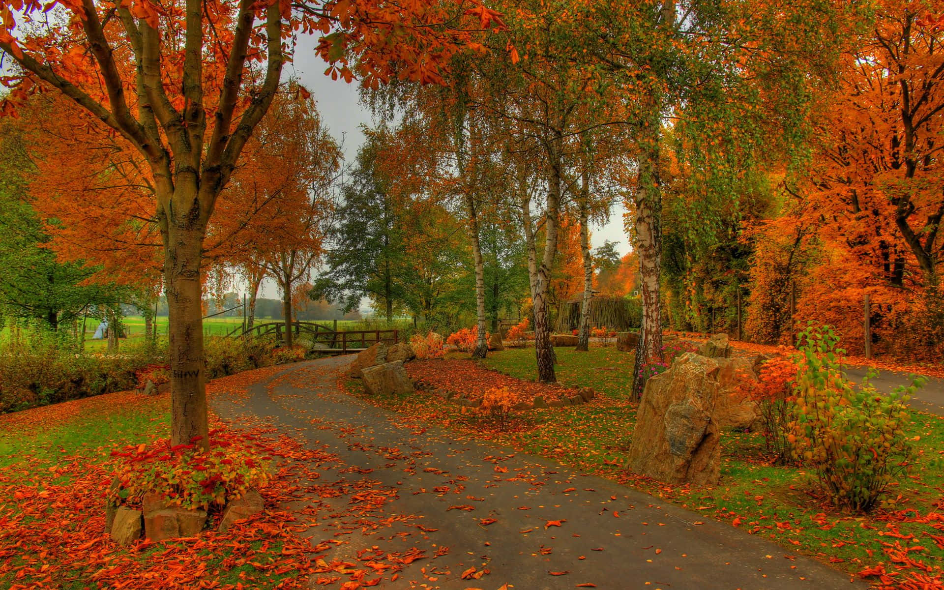 autumn foliage, fiery orange autumn leaves, tranquil lake, Full HD Desktop Wallpaper