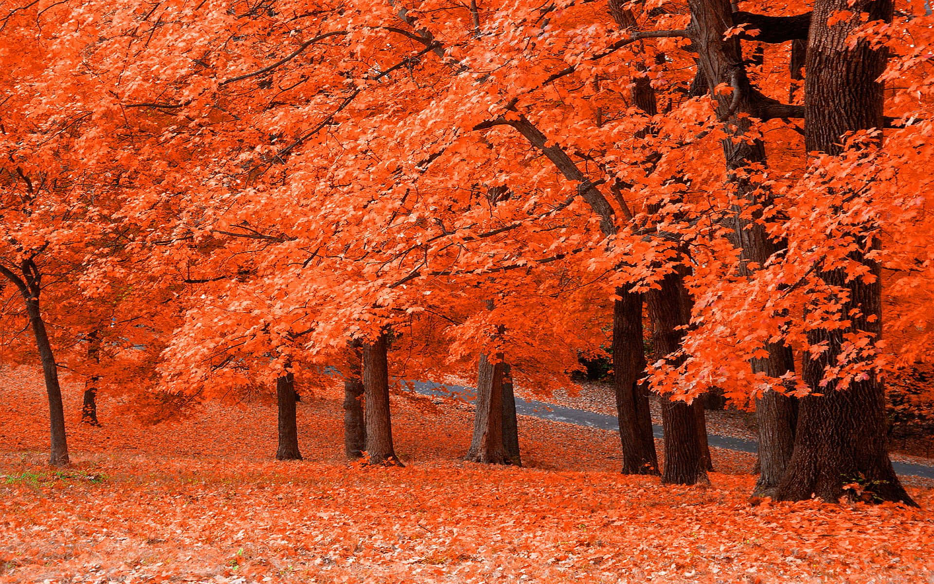 Autumn Colors, 1920 x 1200, orange maple trees, Full HD Desktop Wallpaper