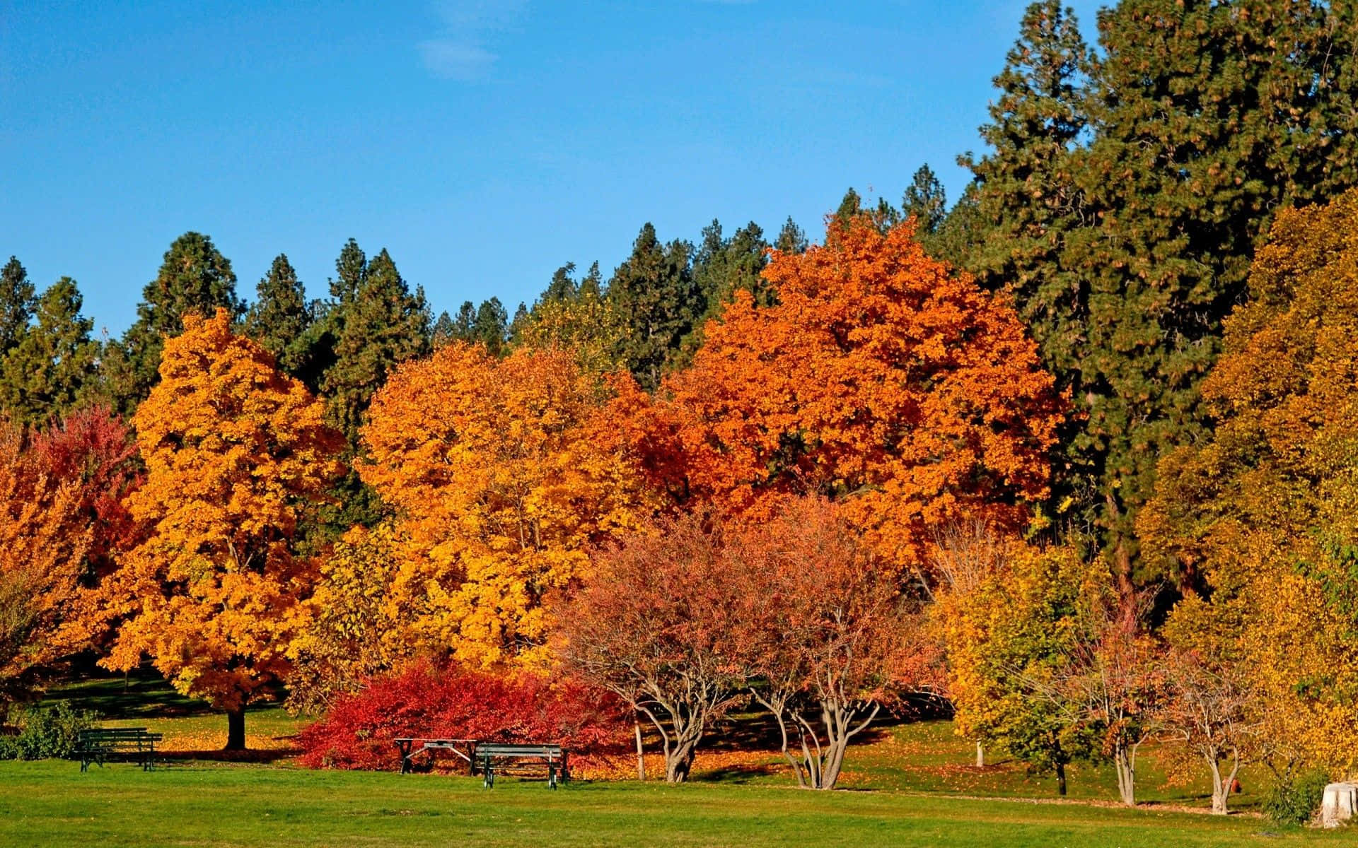 Autumn Colors, orange, yellow, Full HD Desktop Wallpaper