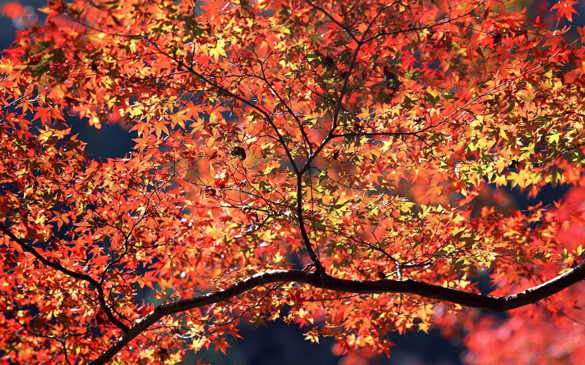 Golden Fall Landscape, maple leaves, red and orange, Full HD Desktop Wallpaper