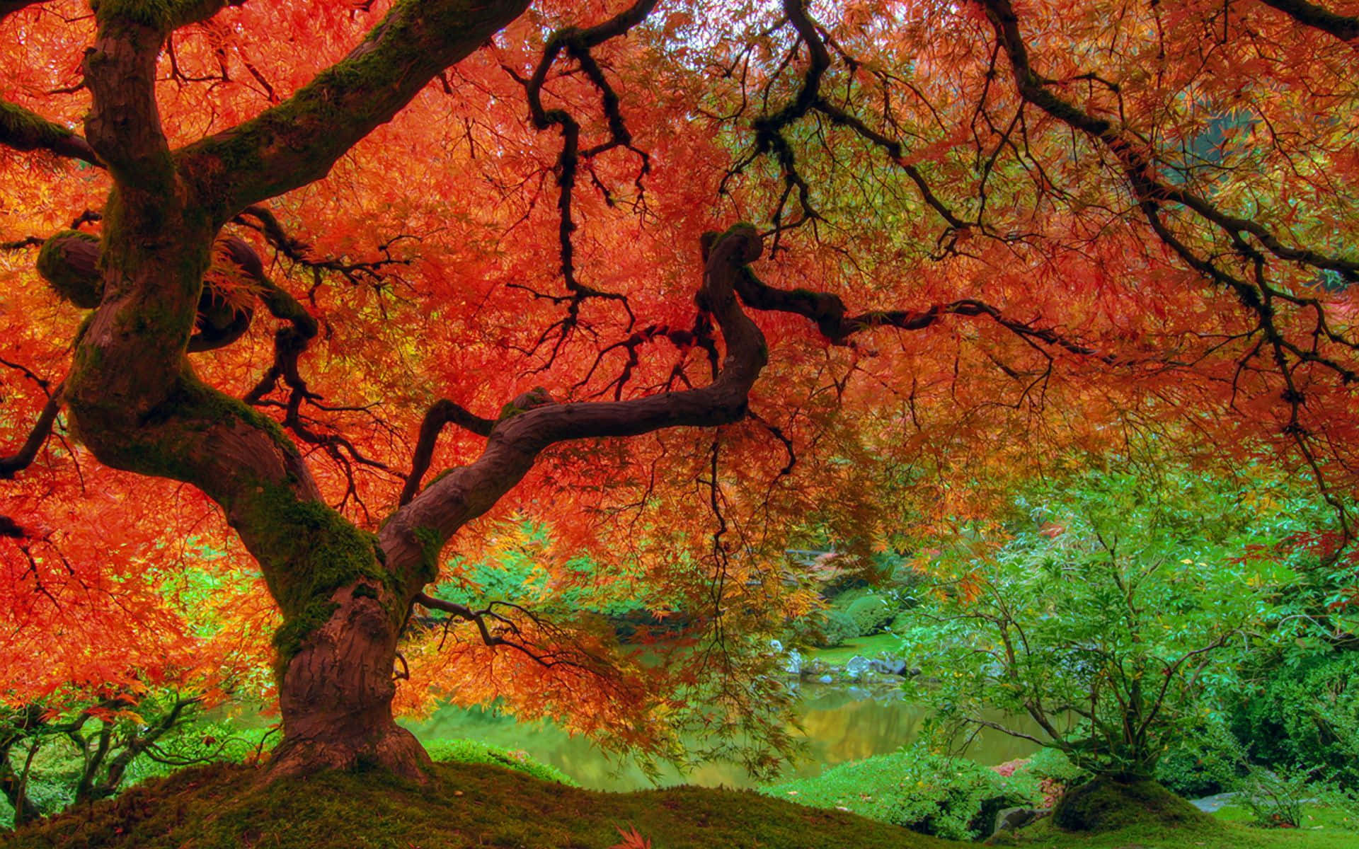 maple tree, fiery red leaves, mossy hill, Full HD Desktop Wallpaper