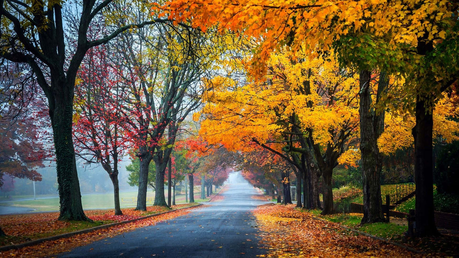 autumn colors, 1920 x 1080, misty autumn road, Full HD Desktop Wallpaper