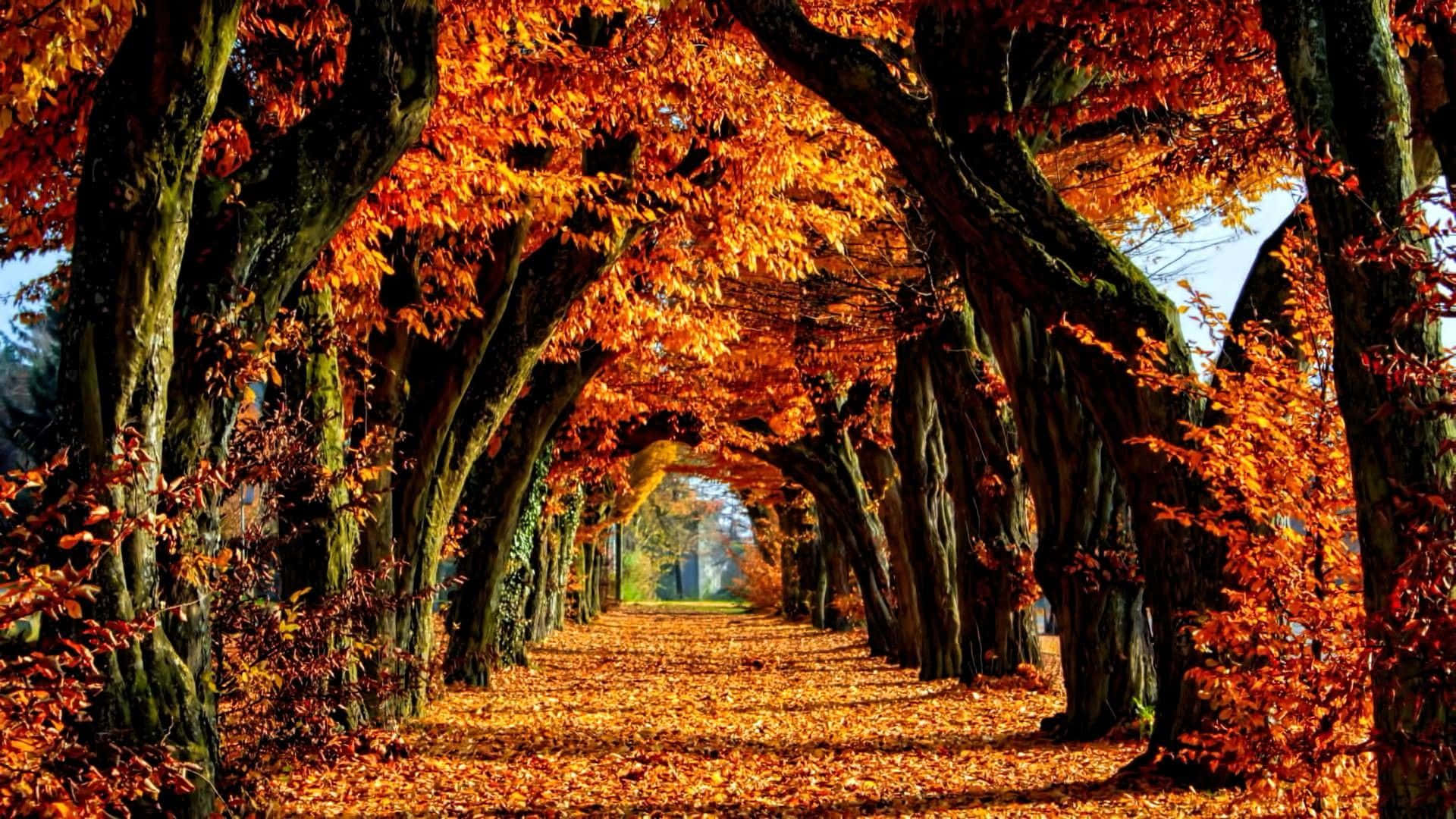 autumn colors, fiery orange maple trees, fallen leaves, Full HD Desktop Wallpaper