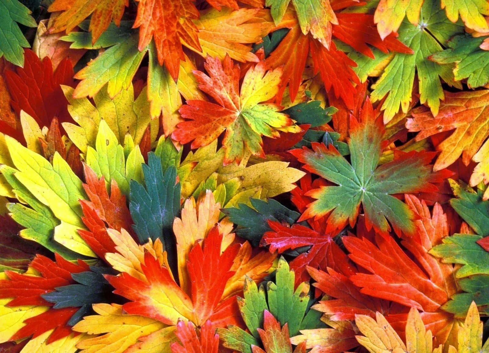 Autumn Colors, fiery reds, yellows, HD Desktop Wallpaper