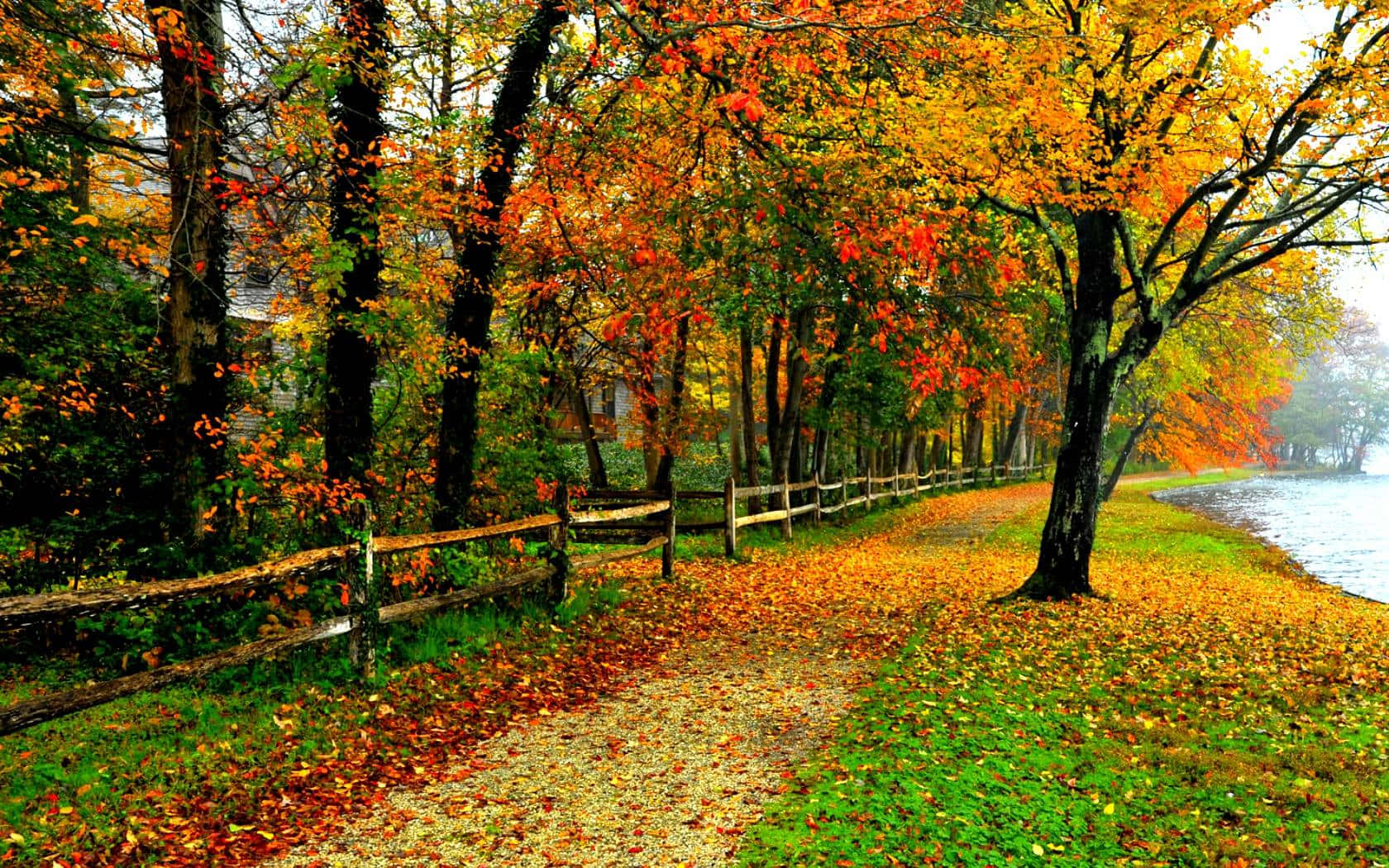 Autumn Colors, gravel path, vibrant orange and yellow autumn trees, HD Desktop Wallpaper