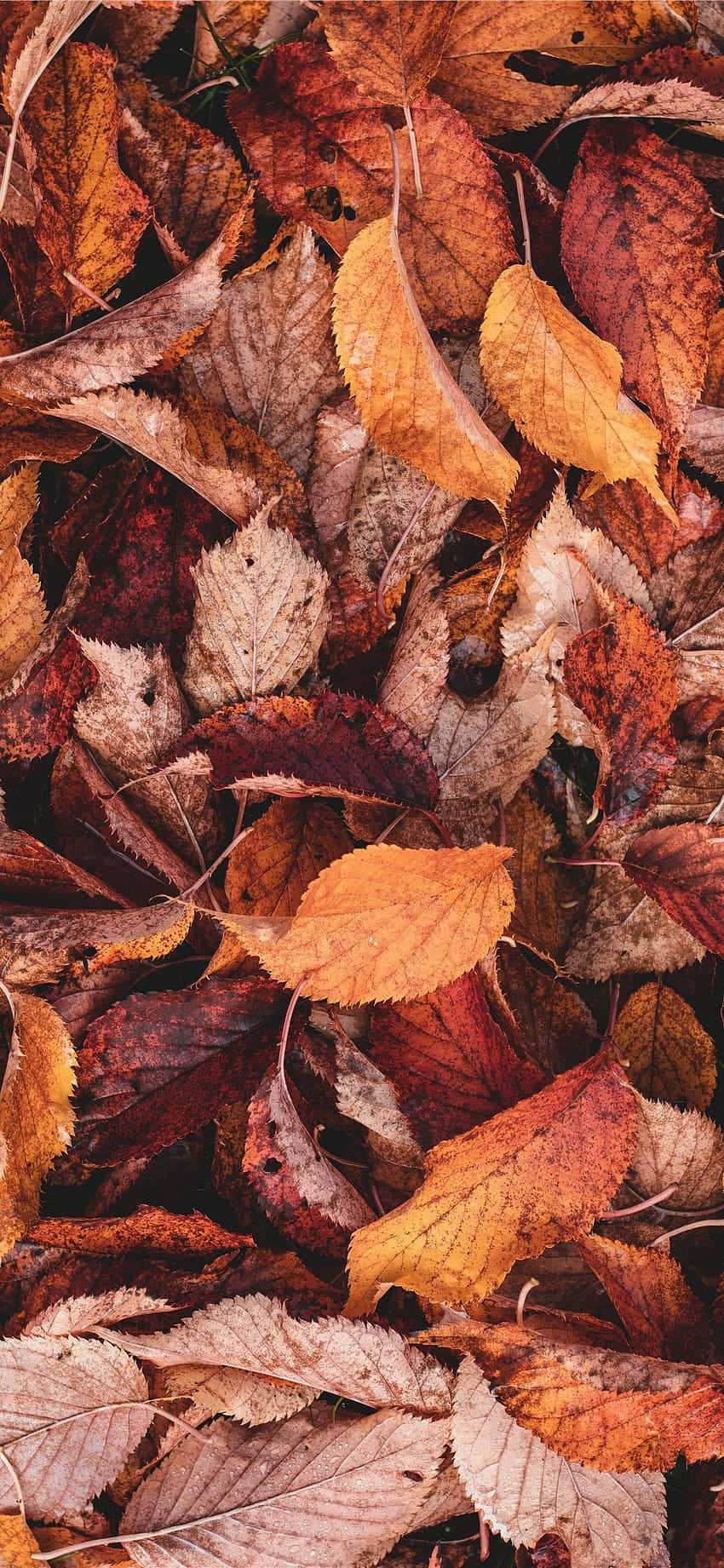 autumn leaves, orange brown, deep red, HD Phone Wallpaper