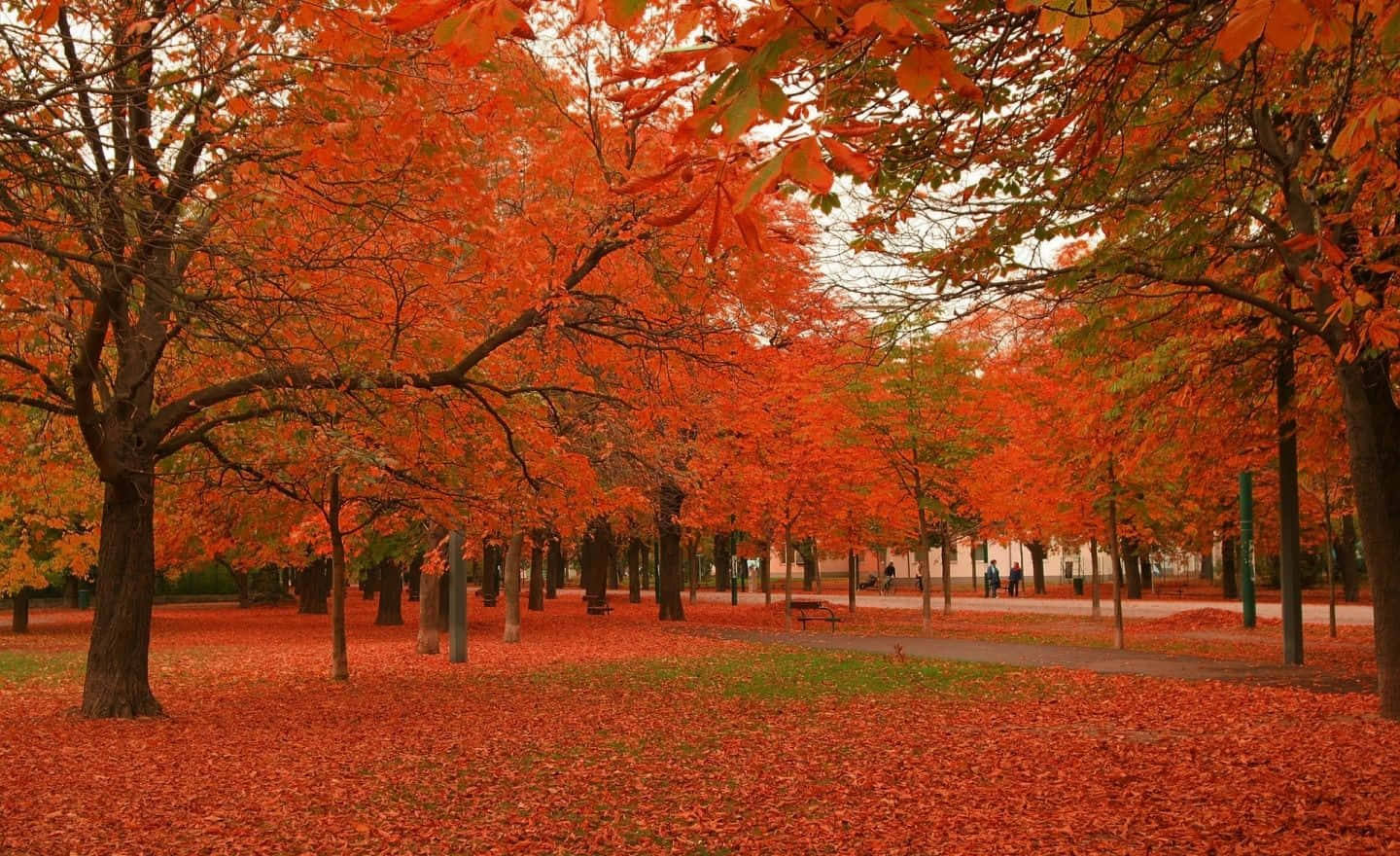 autumn colors, fiery red maple trees, carpeted with fallen leaves, HD Desktop Wallpaper