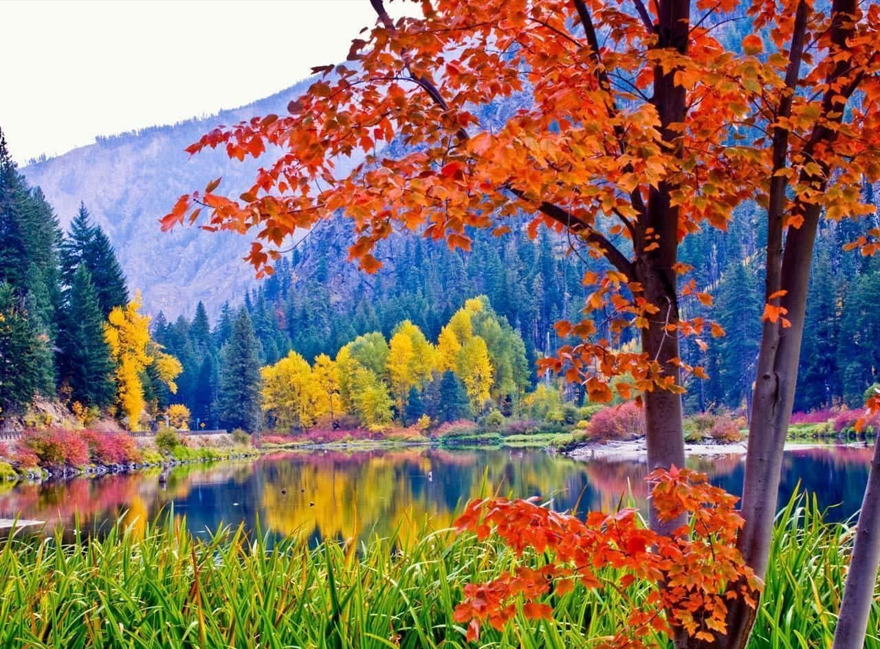 Autumn Colors, fiery orange, golden yellow, HD Desktop Wallpaper