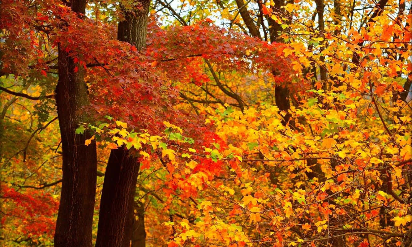 Autumn Colors, fiery reds, golden yellows, HD Desktop Wallpaper