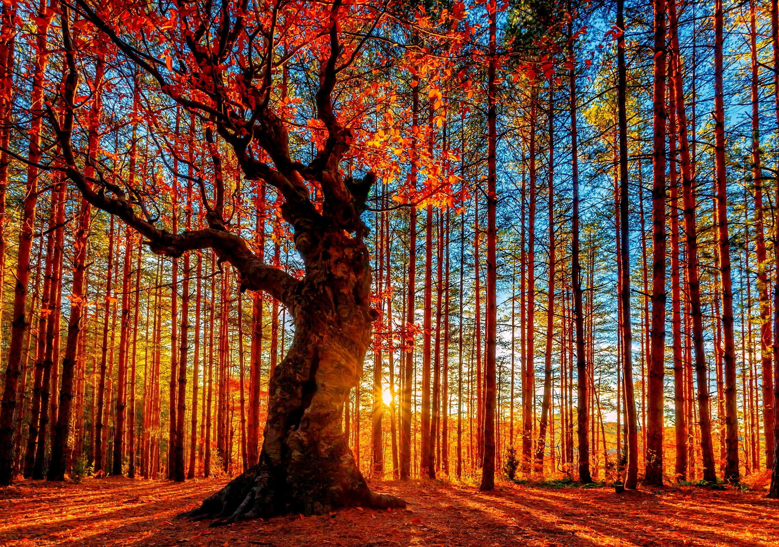 autumn foliage, ancient tree, fiery red leaves, Full HD Desktop Wallpaper