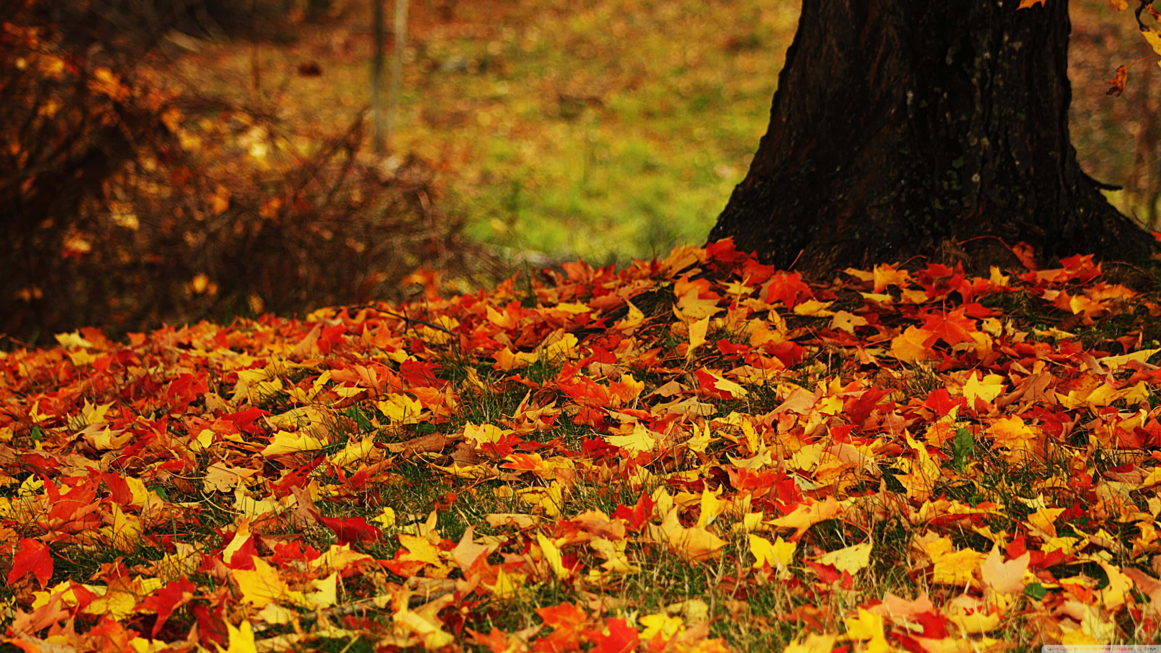 Autumn Foliage, red orange, yellow, 4K Desktop Wallpaper