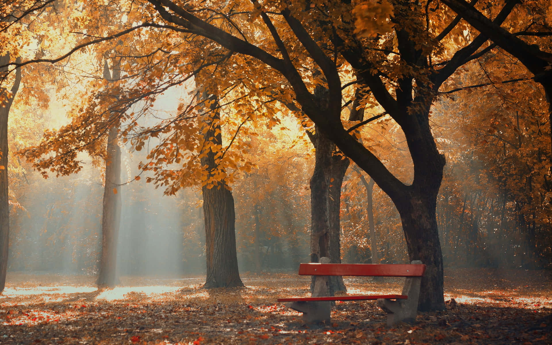 autumn foliage, golden autumn trees, red bench, Full HD Desktop Wallpaper