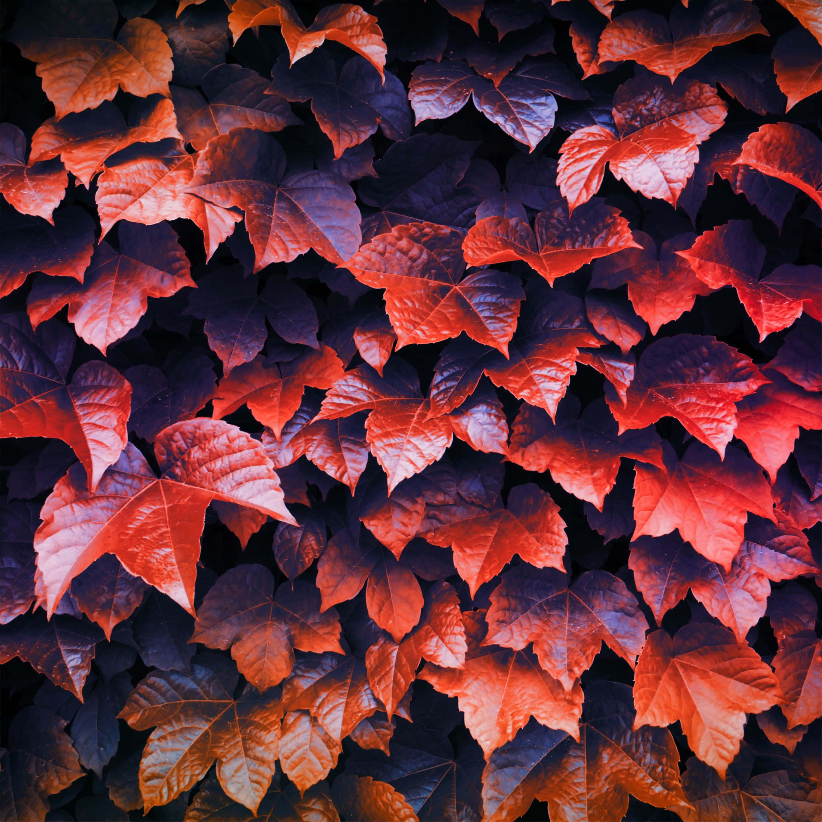 autumn foliage, vibrant red, deep purple, 2K Desktop Wallpaper