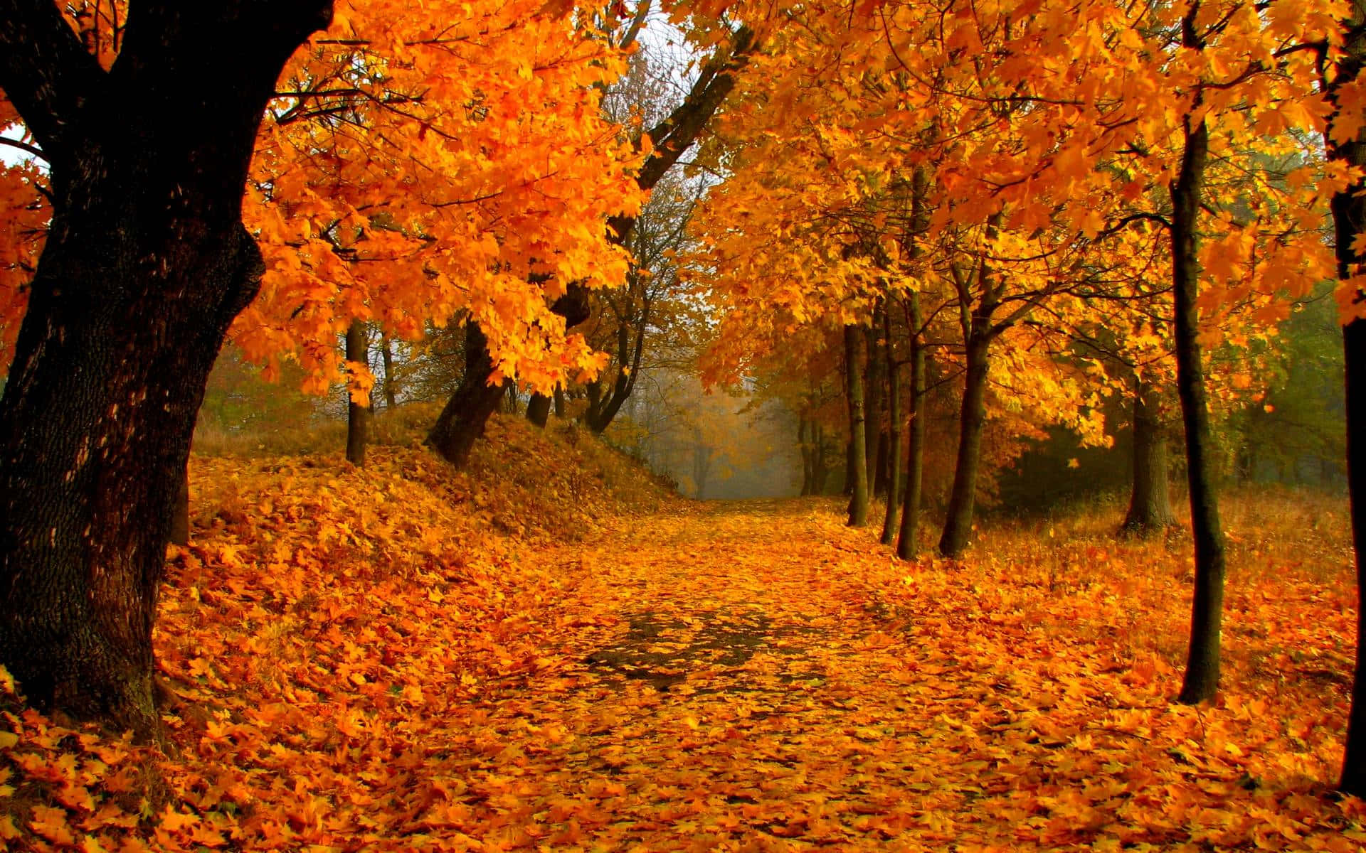 Autumn Foliage, winding path, forest, Full HD Desktop Wallpaper