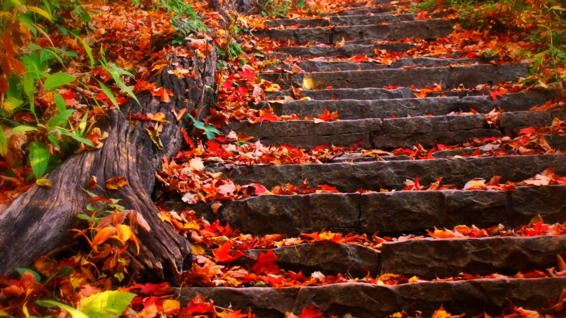 autumn foliage, vibrant yellow, orange autumn foliage, Full HD Desktop Wallpaper