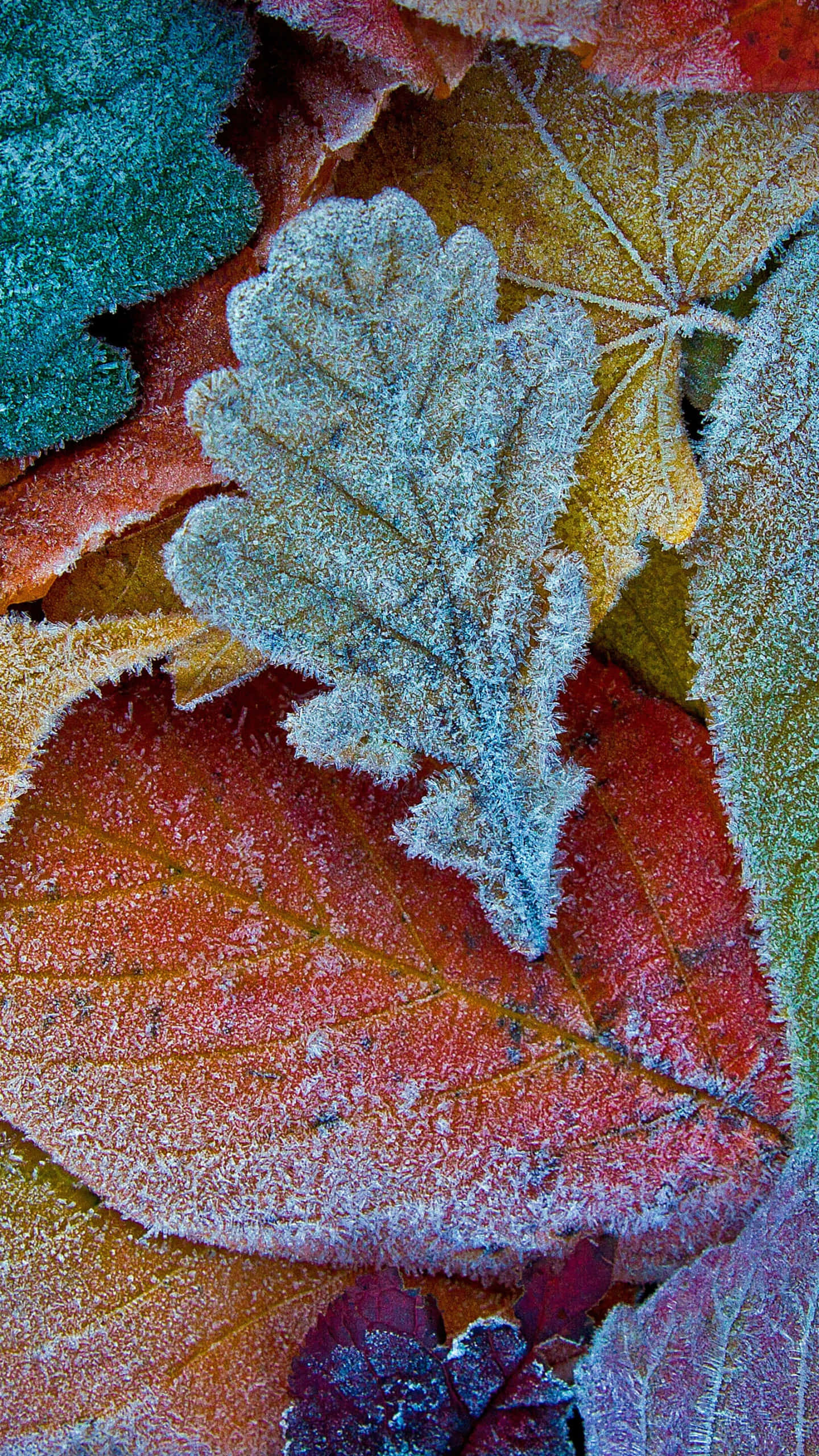 autumn foliage, frost-covered autumn leaves, red orange yellow, 2K Phone Wallpaper