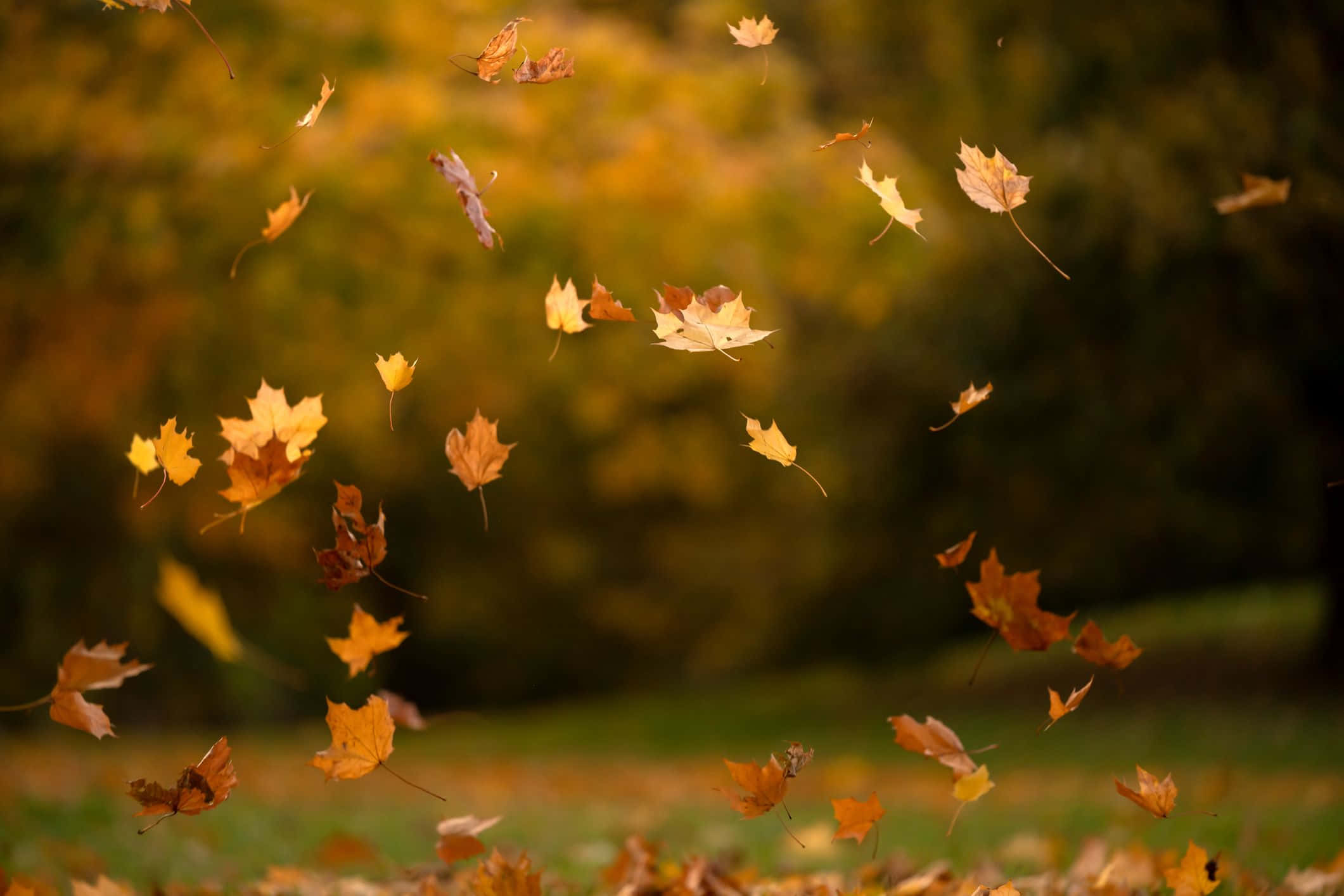 autumn foliage, golden maple leaves, autumn forest, Full HD Desktop Wallpaper