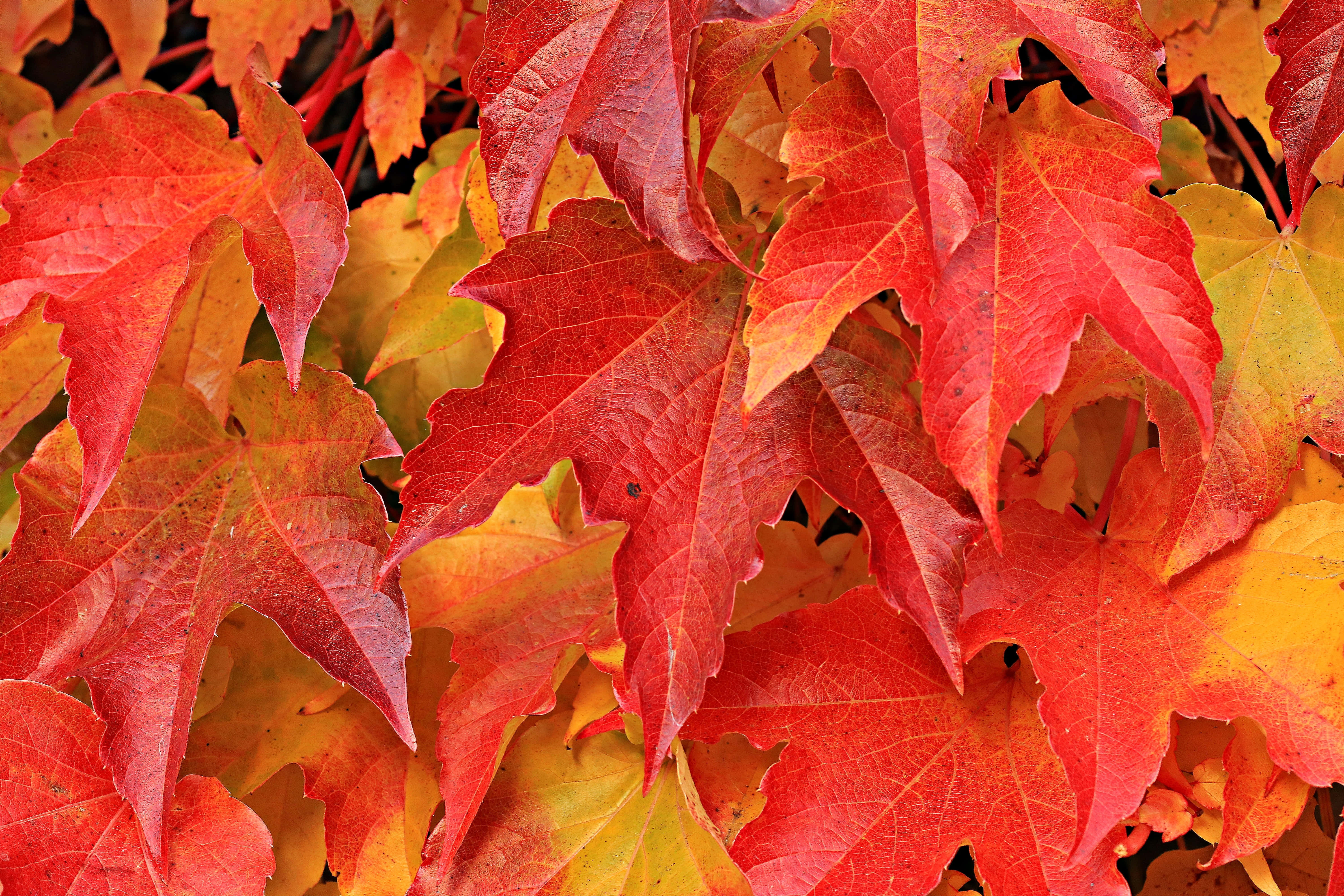 autumn foliage, maple leaves, red, 5K Desktop Wallpaper