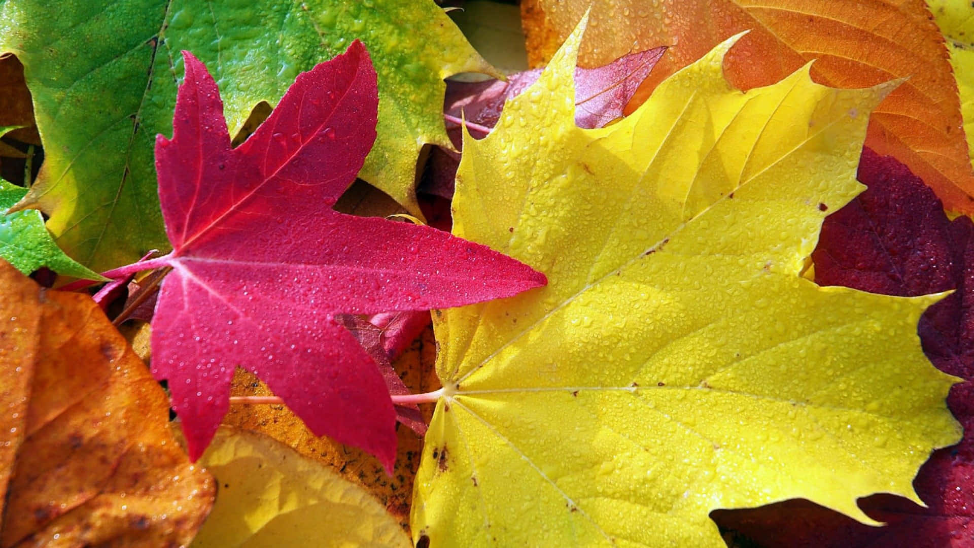 autumn foliage, red, yellow, Full HD Desktop Wallpaper